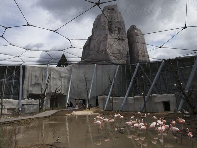 Flamingos seen in the bird enclosure at the newly renovated Vincennes zoo in Paris, France