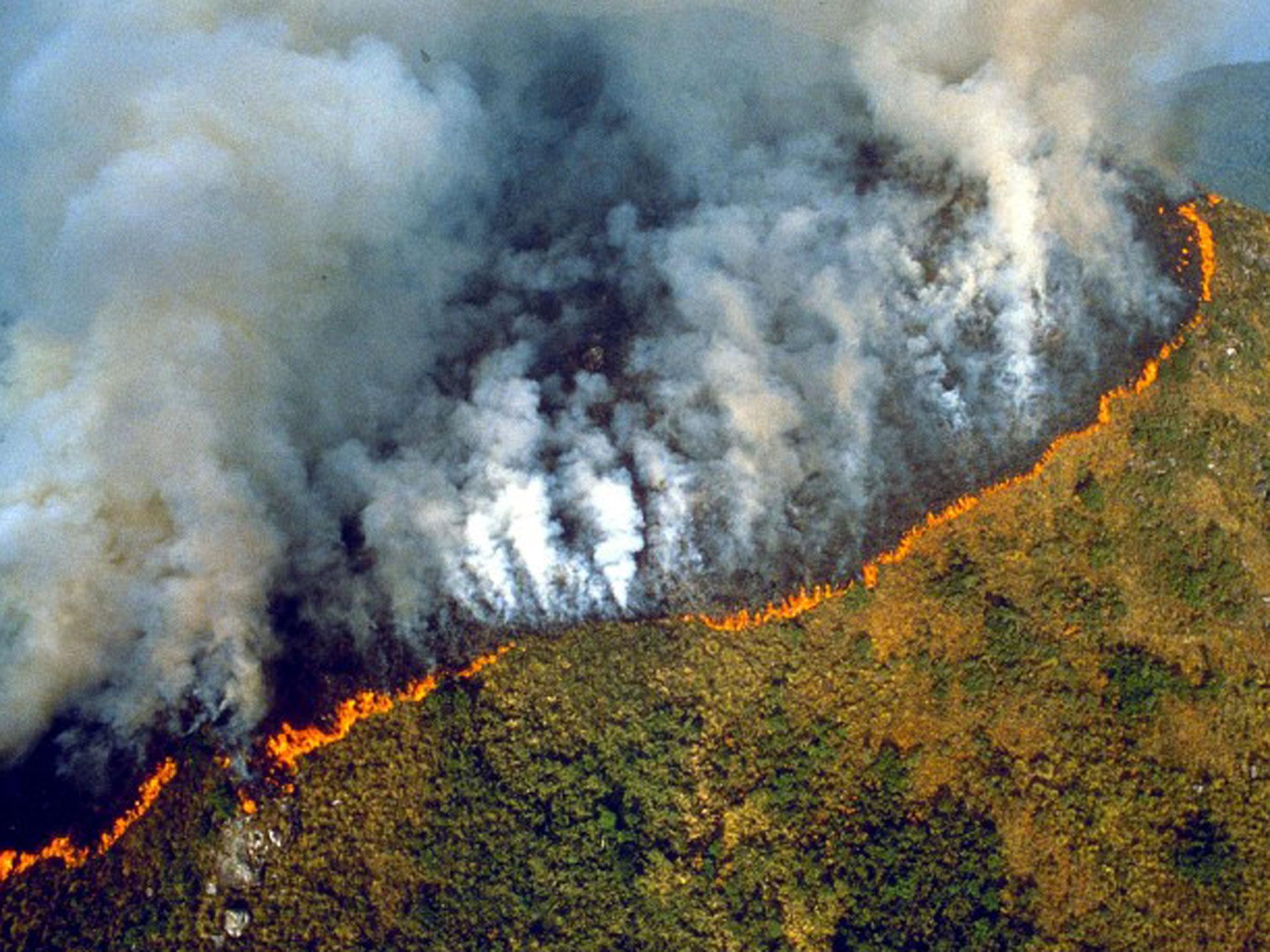 Intensive logging makes rainforest fires more likely as the Earth warms