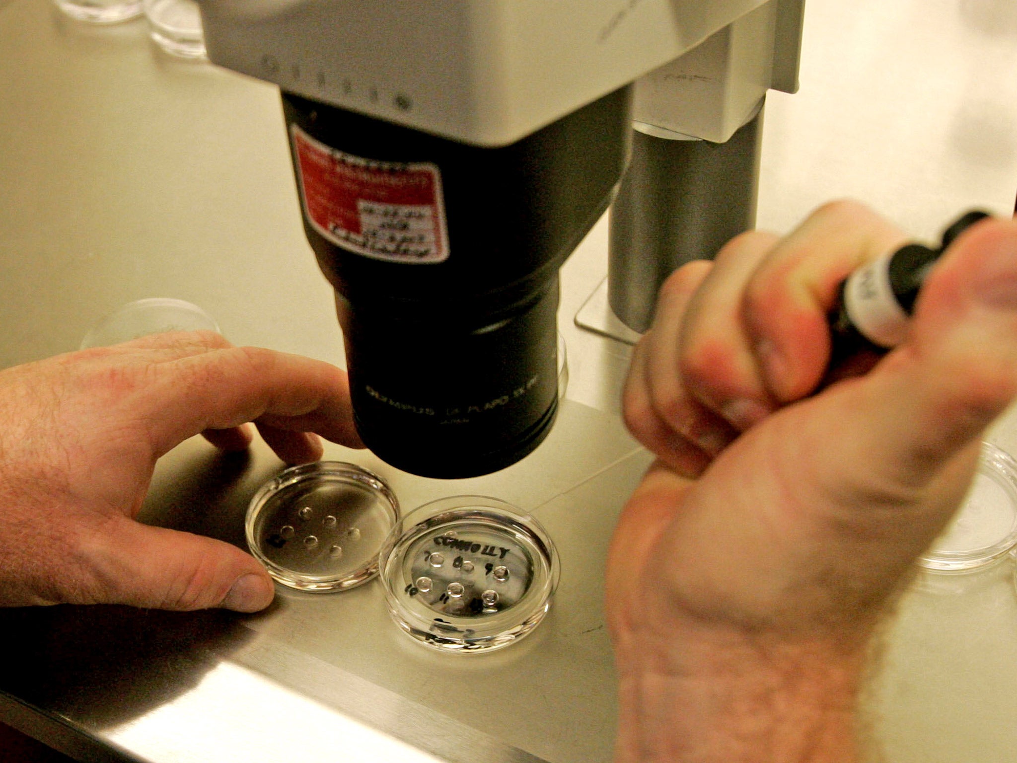 An embryologist examines human embryos at an IVF clinic