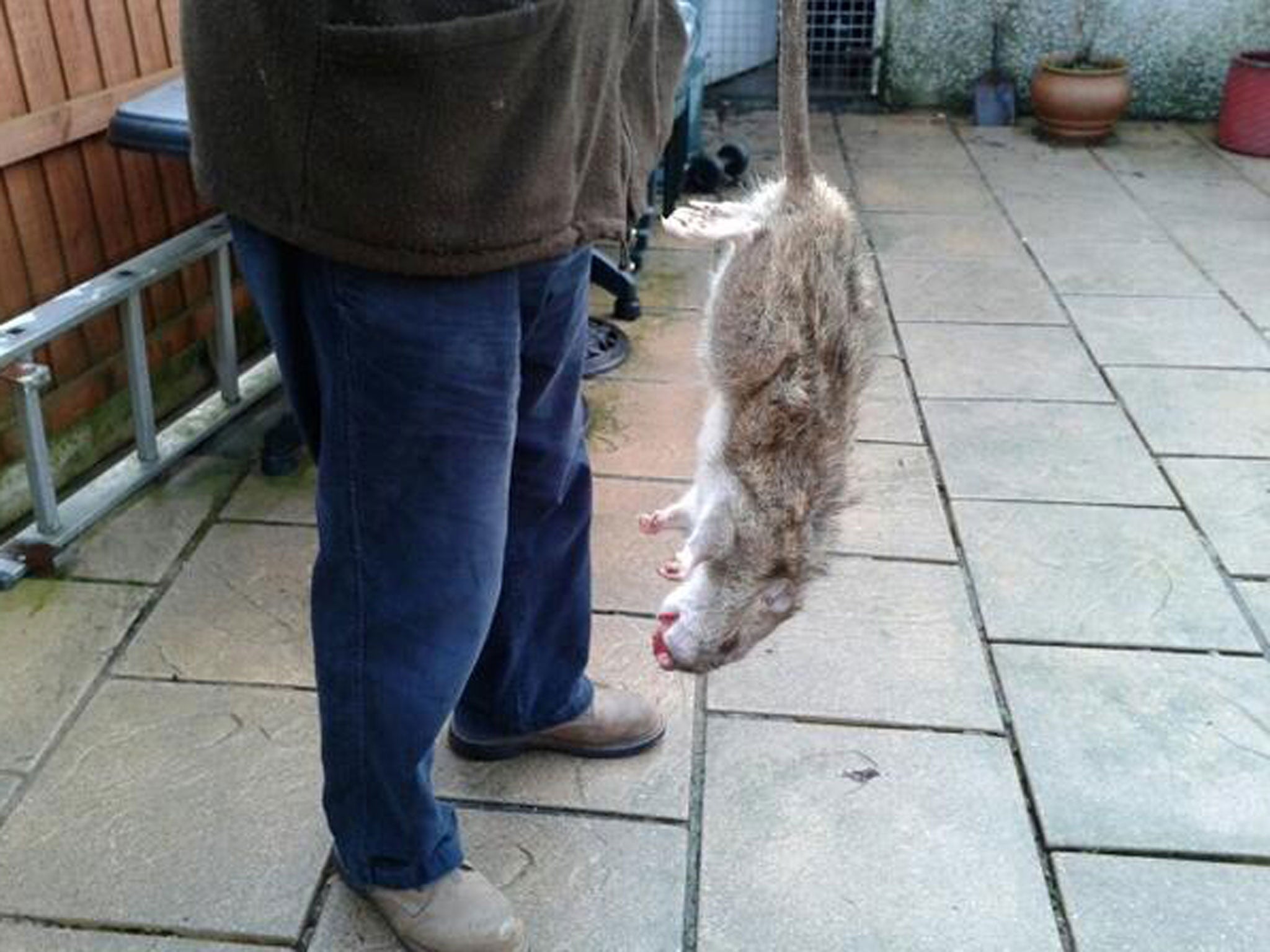 This rat was discovered in a back garden in Cornwall