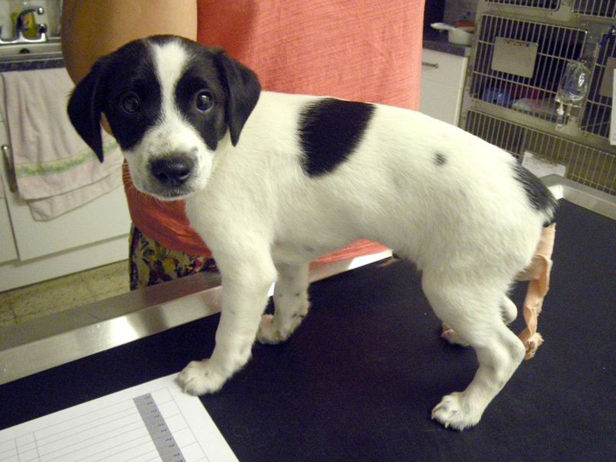 Undated handout photo issued by RSPCA of Jack, the Jack Russell, after he received treatment. 24-year-old Walter Doe has been jailed for cutting off the eight-week-old puppy's tail and leaving it to suffer "excruciating pain".