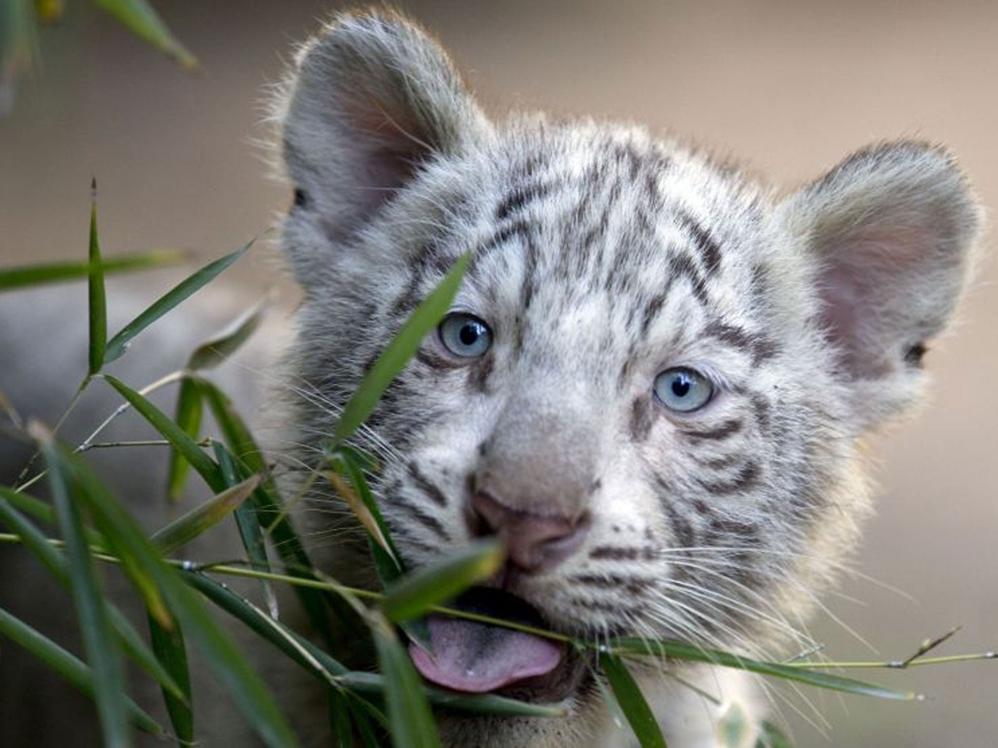 A three month old white Bengal female tiger cub looks around her enclosure at the Buenos Aires Zoo, Argentina, Wednesday, April 16, 2014. Cleo, a captive Bengal white tiger at the zoo, gave birth to two females and one male white tiger cubs on Jan. 16, 20