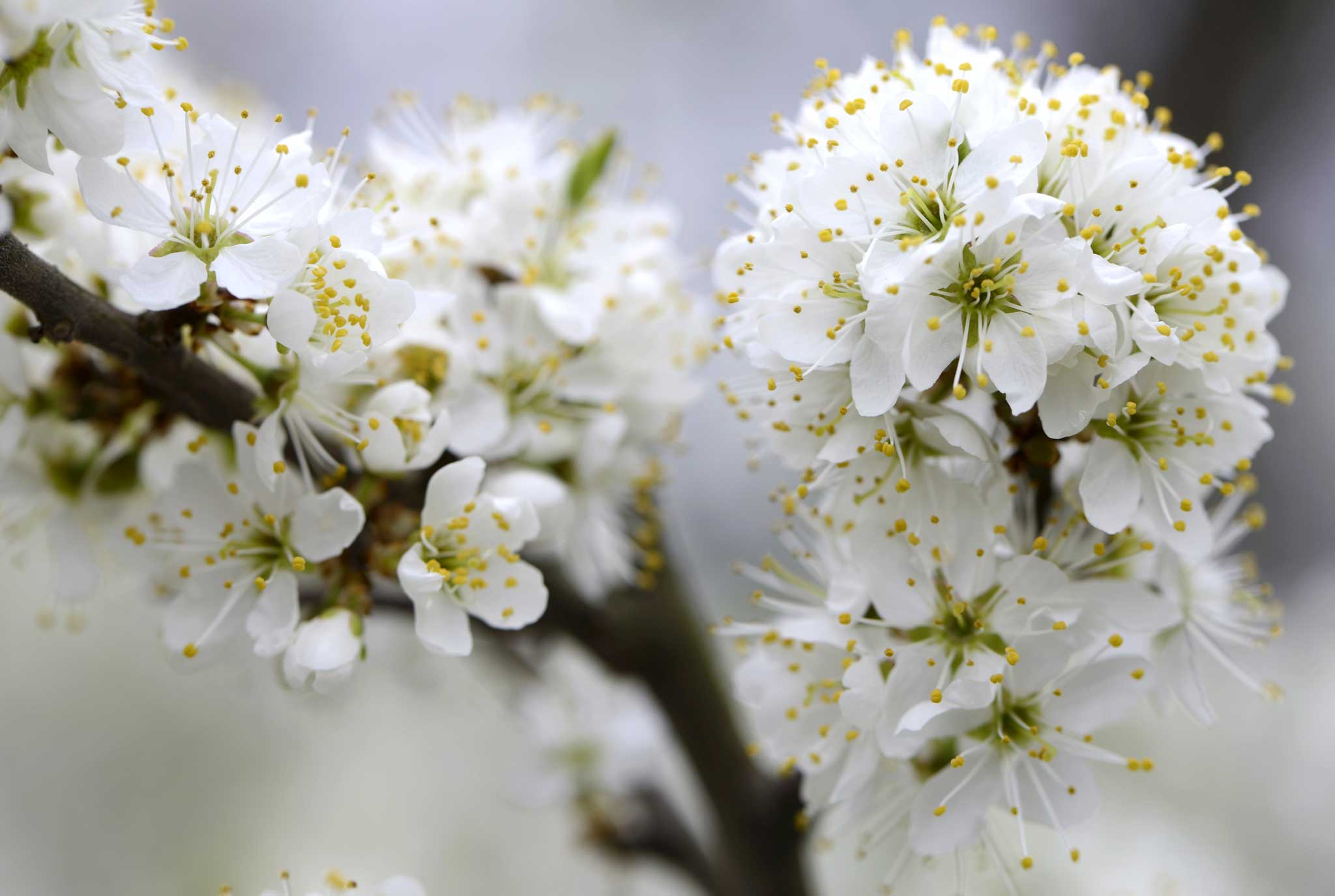 Blackthorn, which is having a bumper spring in Anna's garden this year