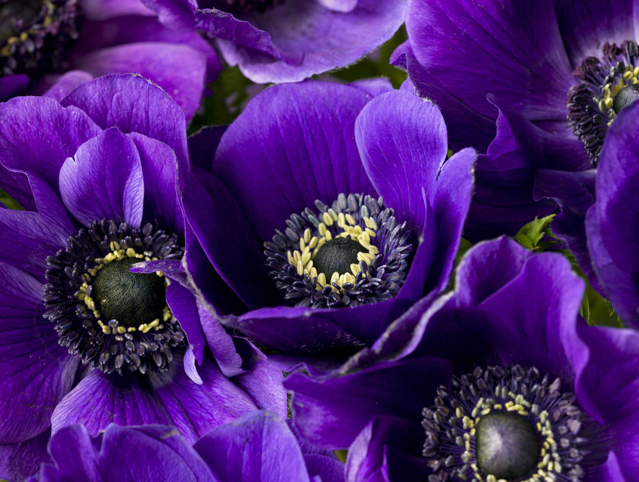 Anemones are blooming in the deepest, richest purples and blues that a garden can produce