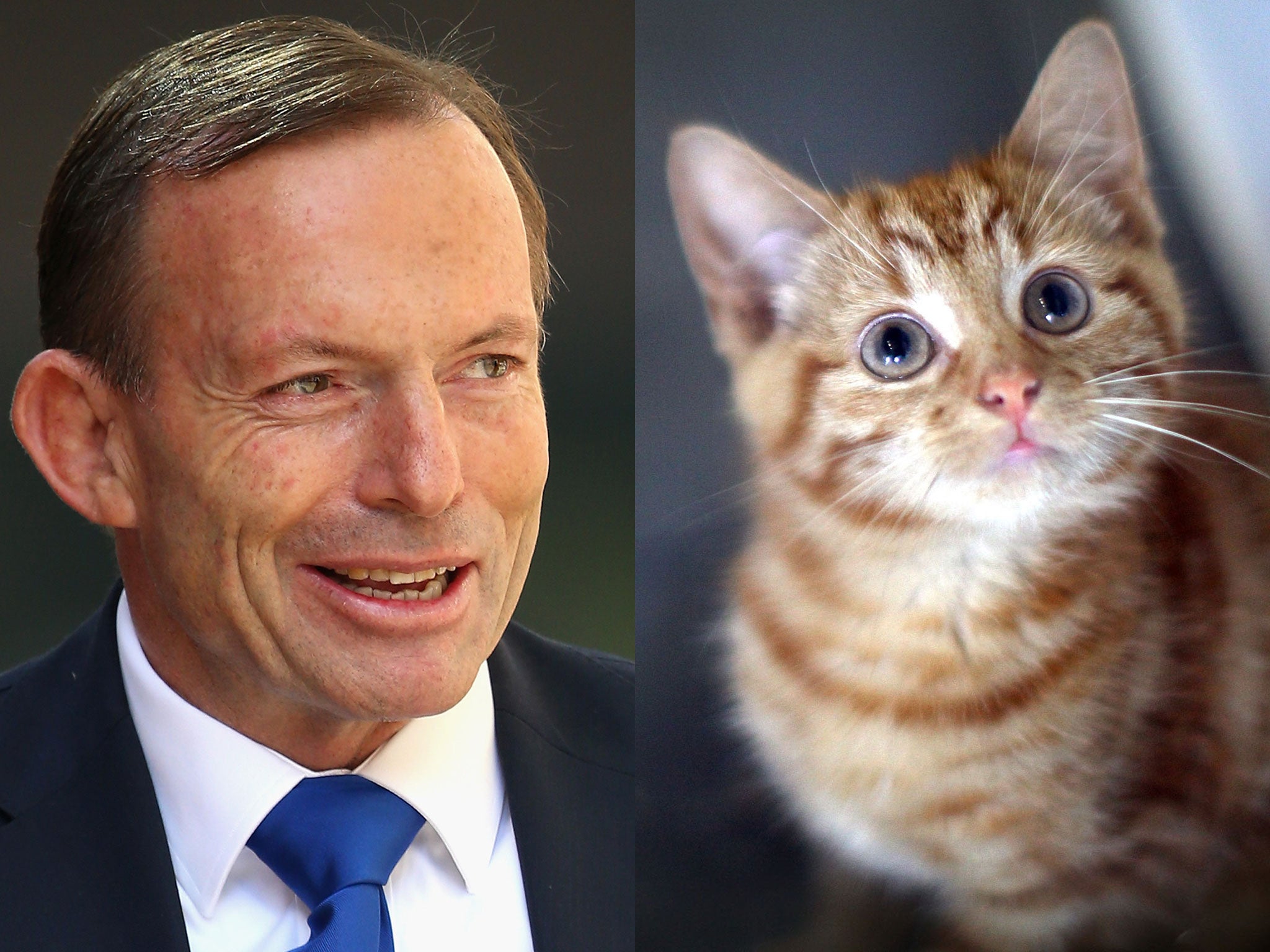 The creators filed FOI requests to the Australian government - and learnt that officials had racked up 137 of communication about their plug-in