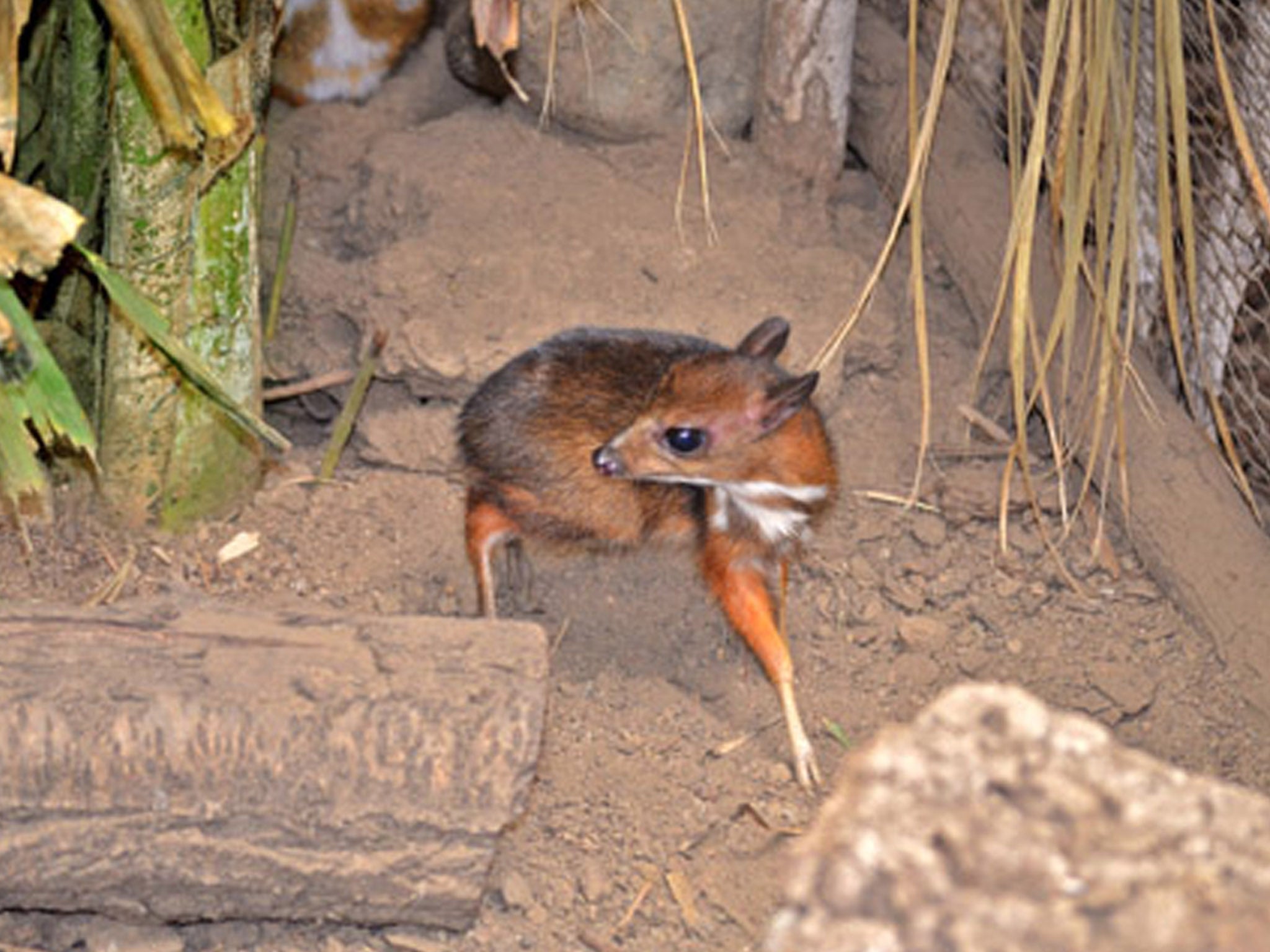 The tiny deer will grow no larger than a rabbit