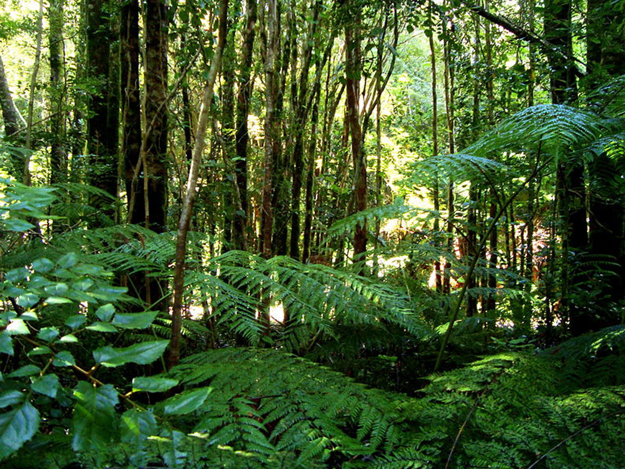 The man, named as Henry Miller, 19, from Bristol, was in a remote rainforest area of Colombia with other tourists when he drank yage with a local tribe, Sky News has reported.