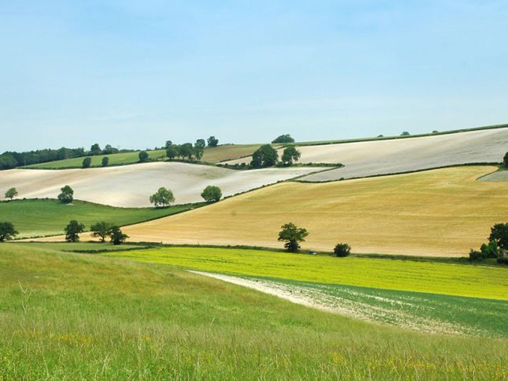 The Chilterns are the largest area of native beech in England