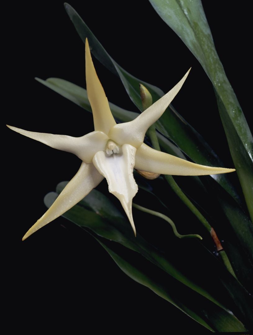 Angraecum sesquipedale