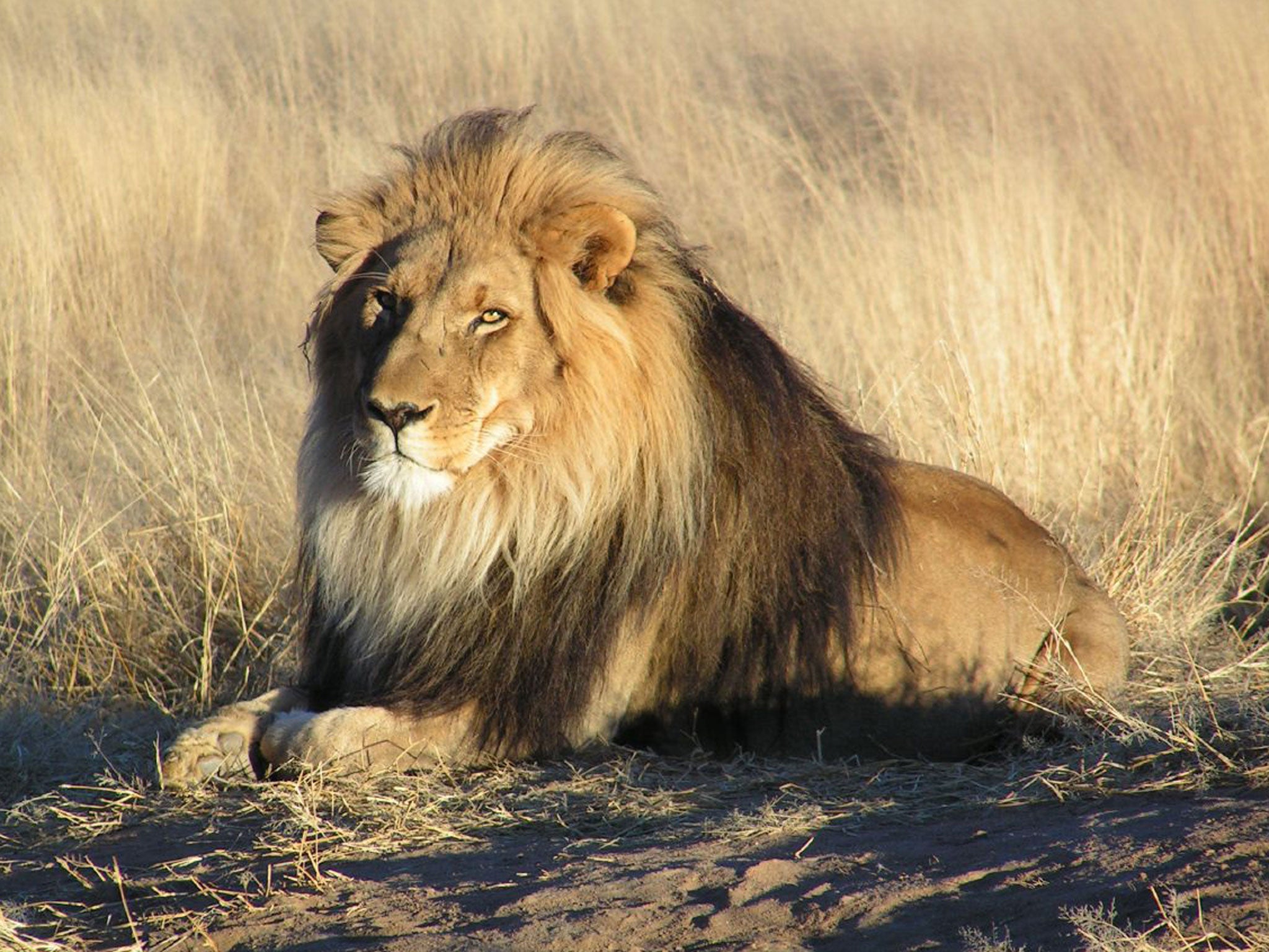 Police are hunting for a gang in Sao Paulo who have stolen a 47st lion from a zoo as the animal slept