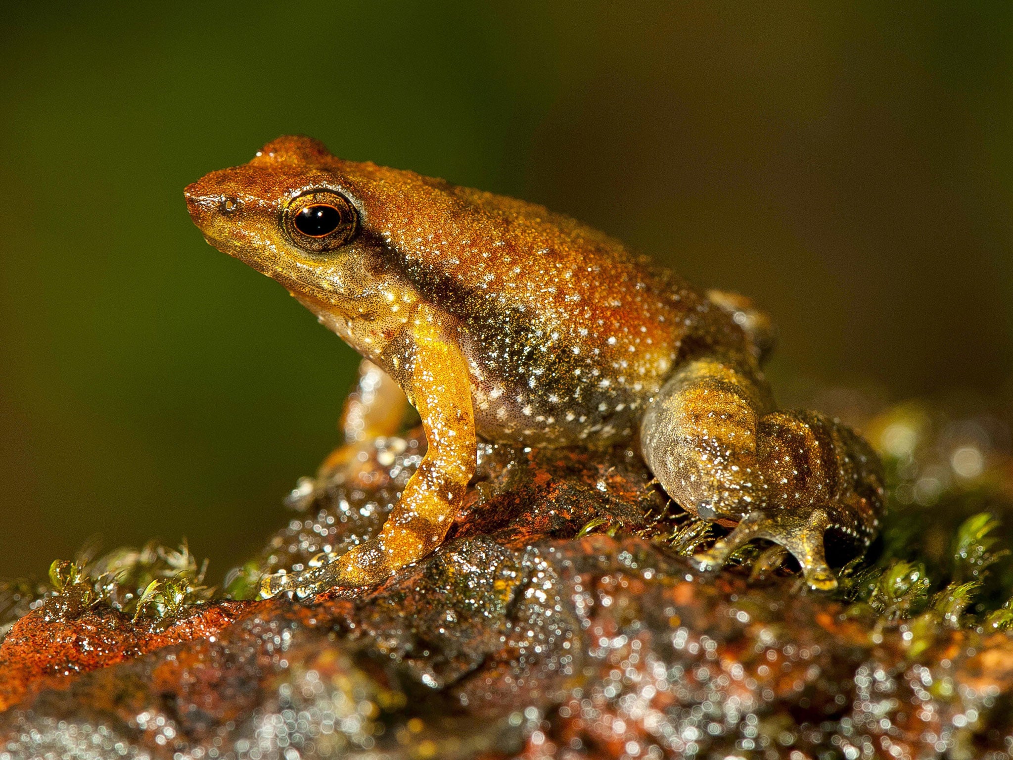 Ranavirosis causes bleeding, severe ulcers and the loss of limbs and can be fatal to frogs