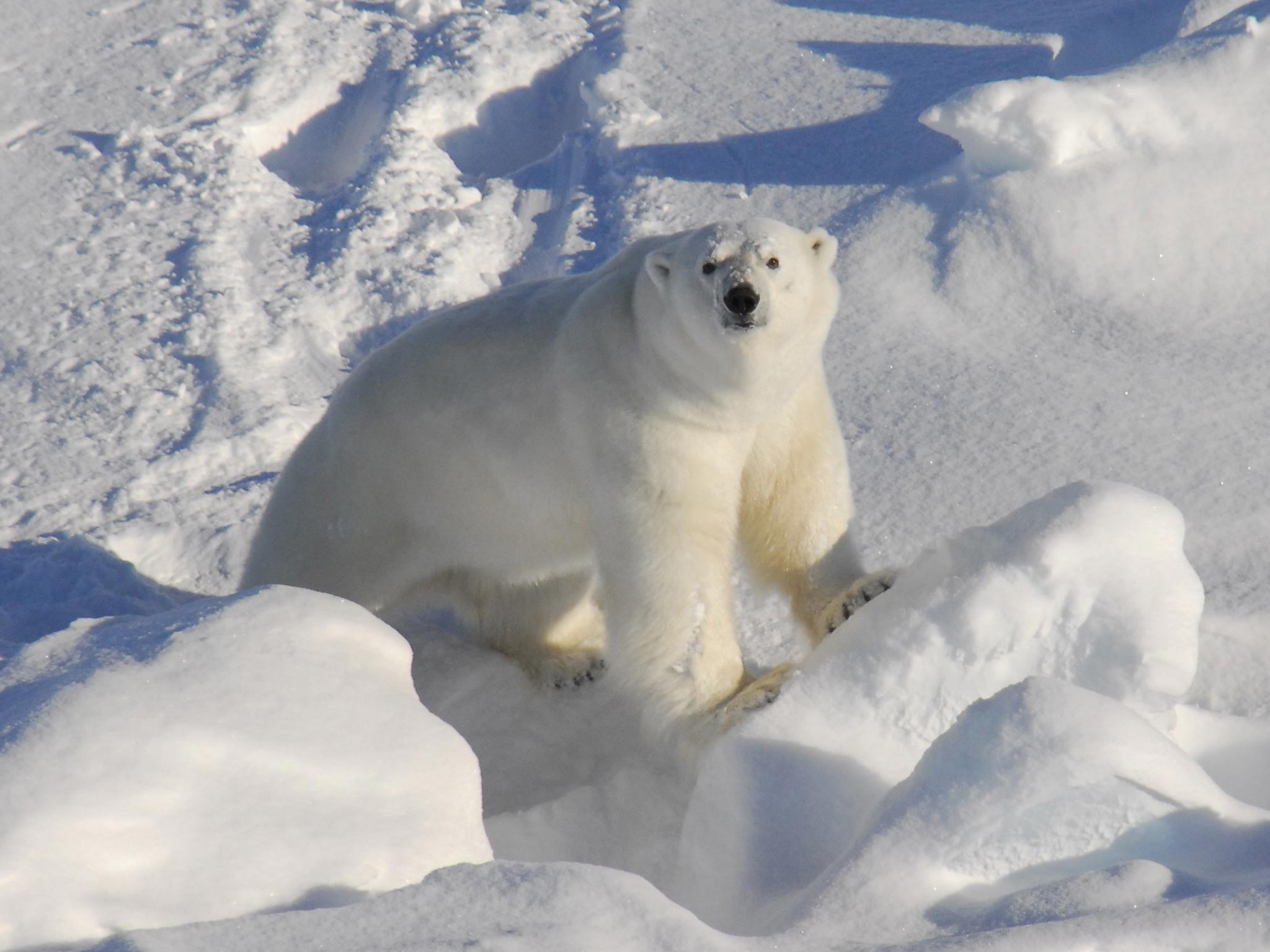 A polar bear’s diet is rich in seal blubber and half of its own body weight is composed of fat