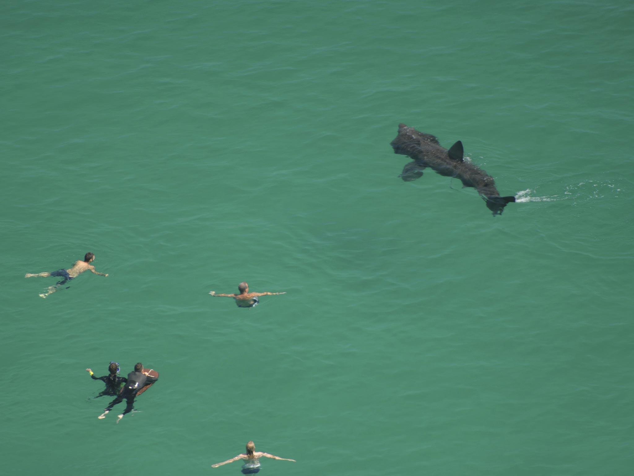 Basking sharks, seen here in Cornwall, are frequent visitors to British shores in the summer