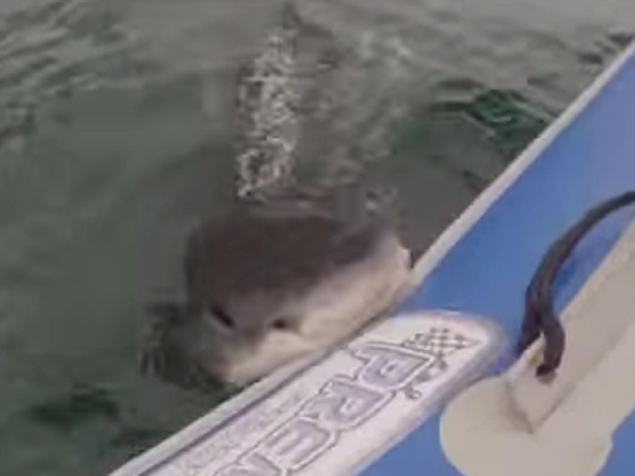 Shark attack! The moment the Great White sunk its teeth into the rubber boat