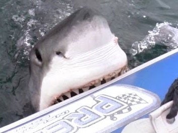 The Great White shark attack a rubber boat