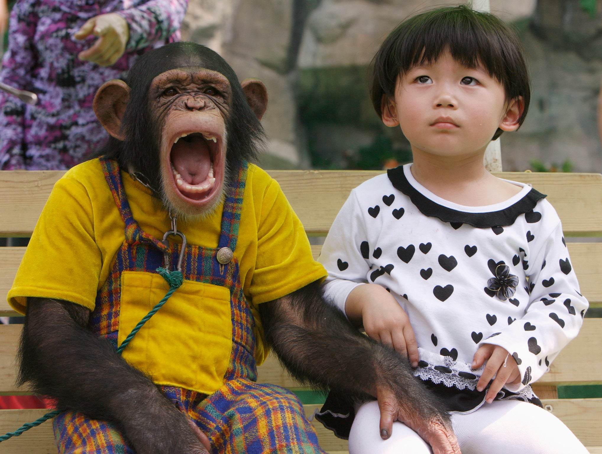 Yawning isn't limited to humans - most animals with a spine yawn.