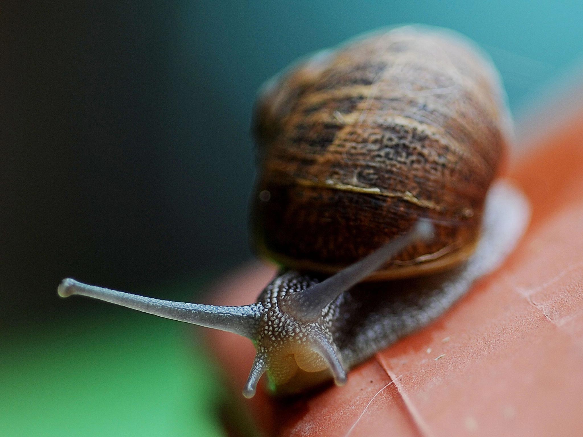 Throwing snails a few metres from the garden perimeter doesn’t work