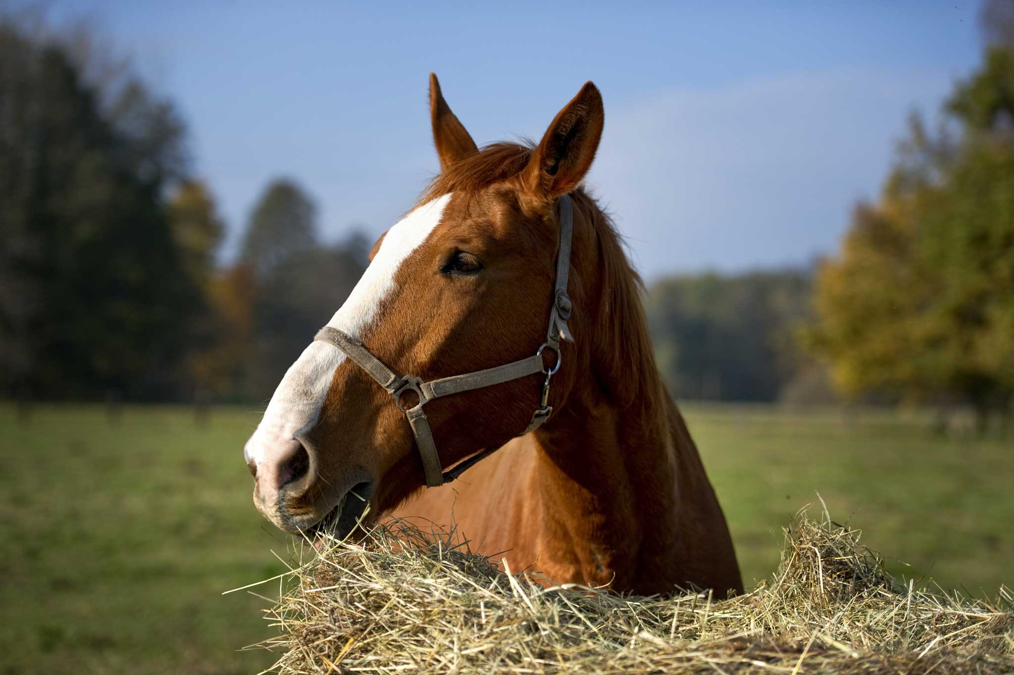 Horse: Used to be hros. Which is impossible to say, so no wonder it changed