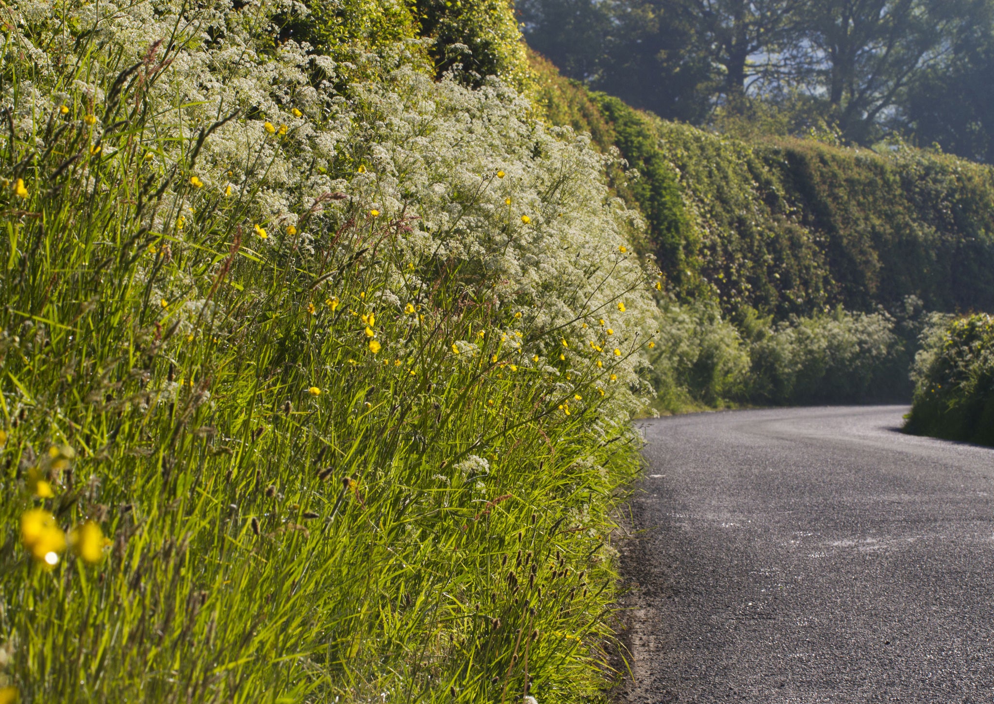 Cow Parsley