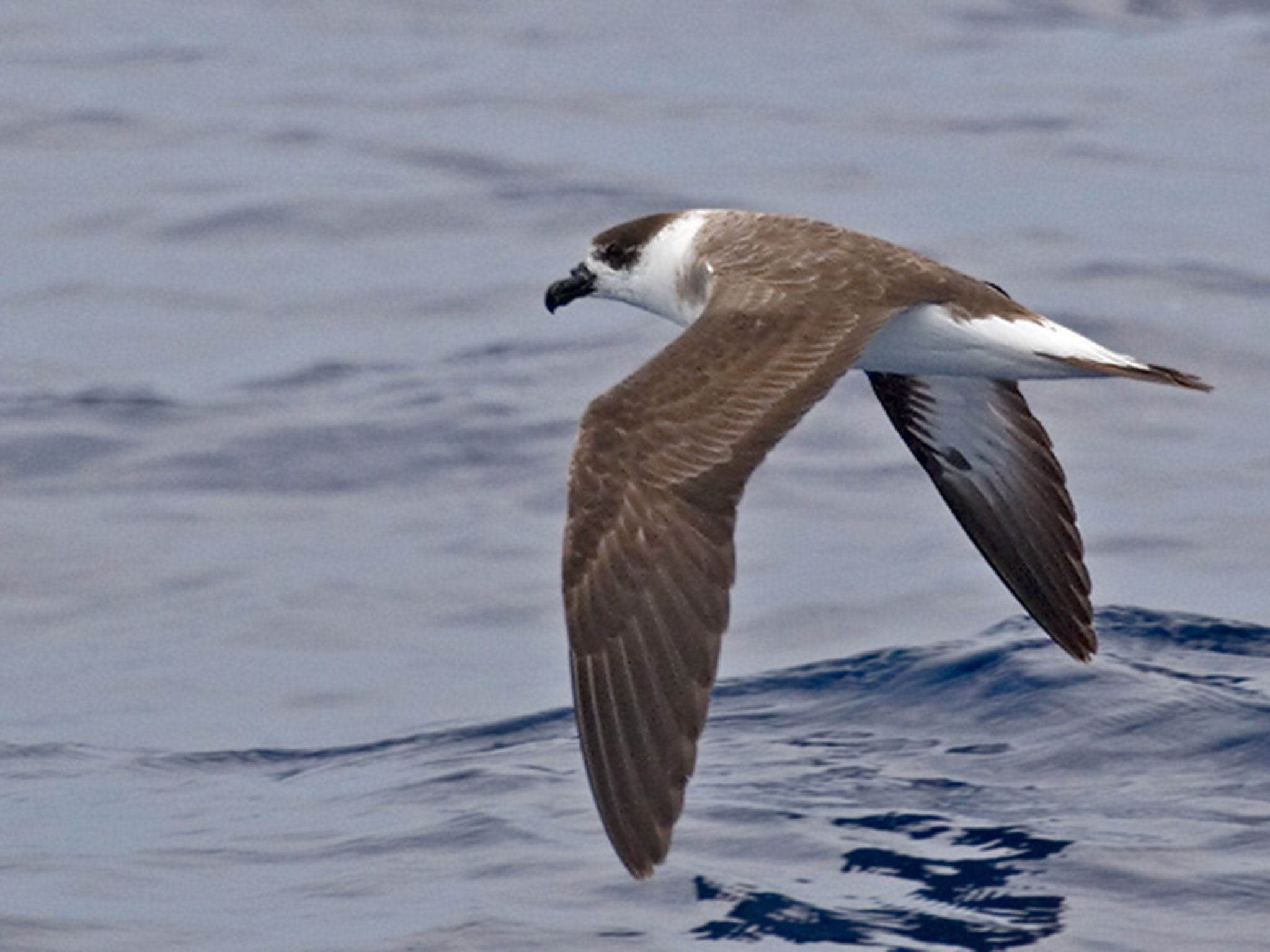 The Bermuda Petrel, more commonly known as the Cahow