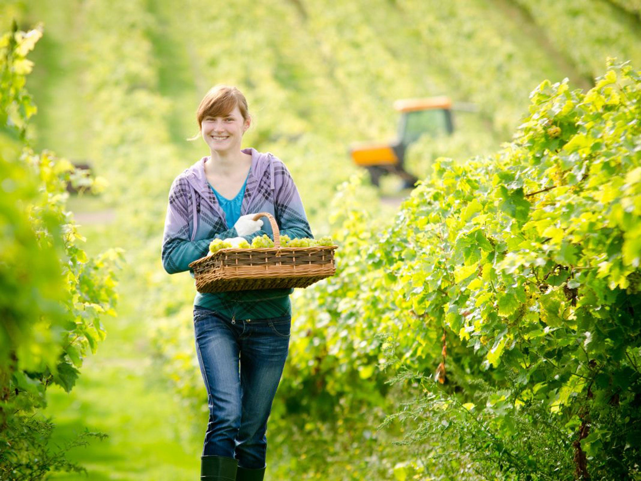 Vine time: grape picking at Three Choirs Vineyard in Gloucestershire