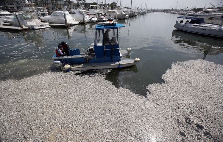 Dead fish at Marina Del Rey (AP)