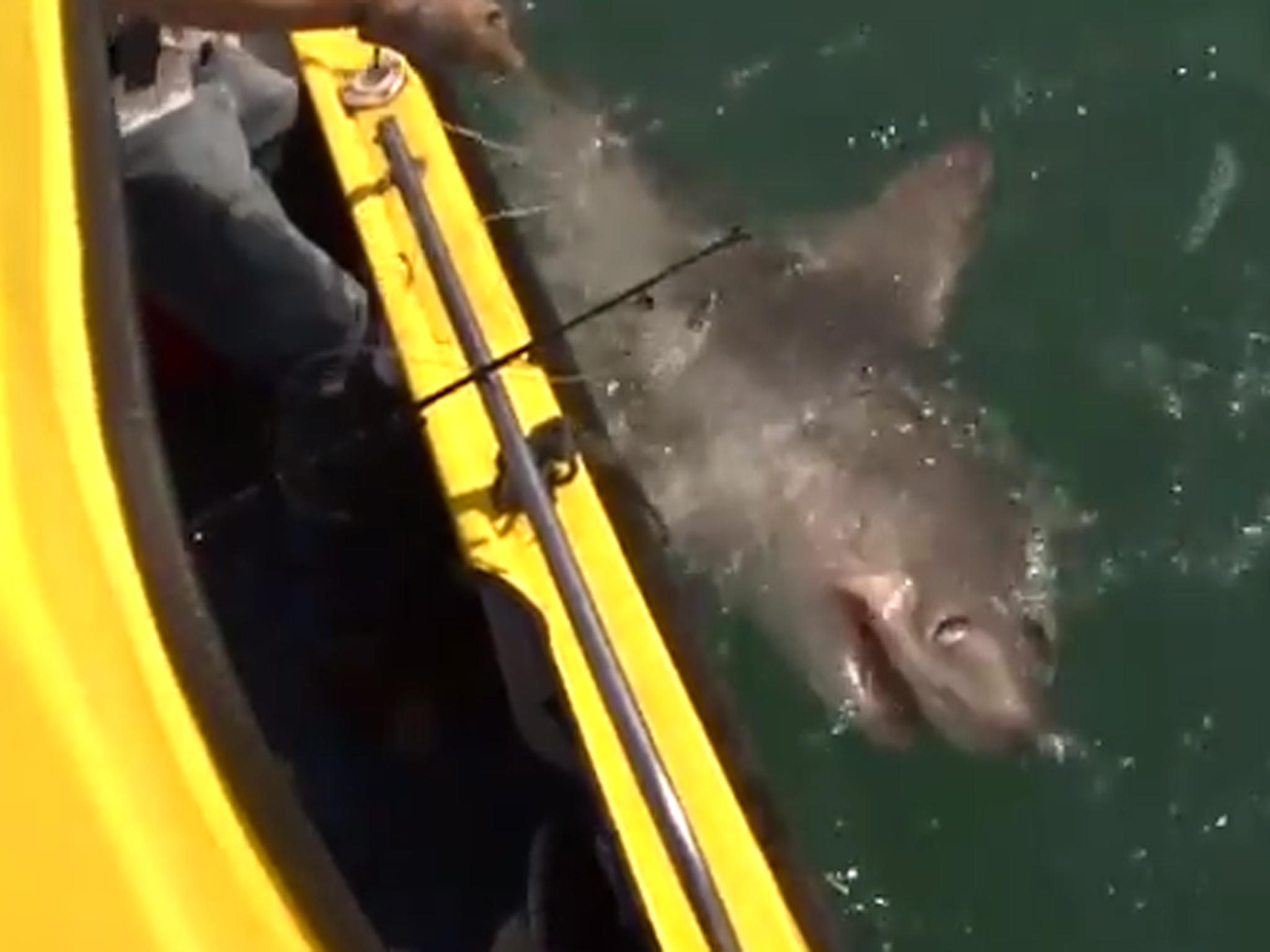 The shark is reeled in to be tagged