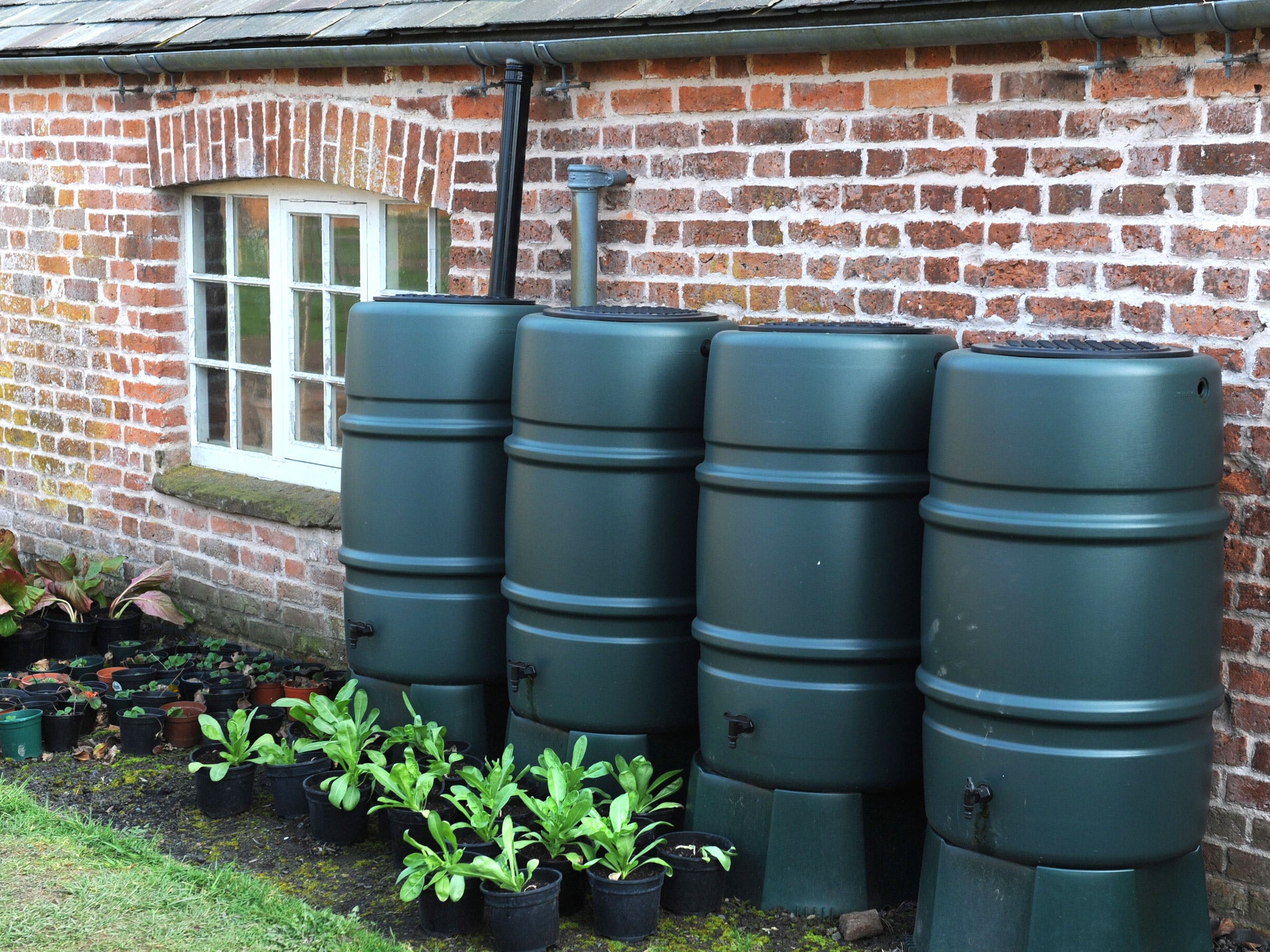 The sheer number of water butts spread across the UK creates a network of easily accessible prime mosquito larvae habitat