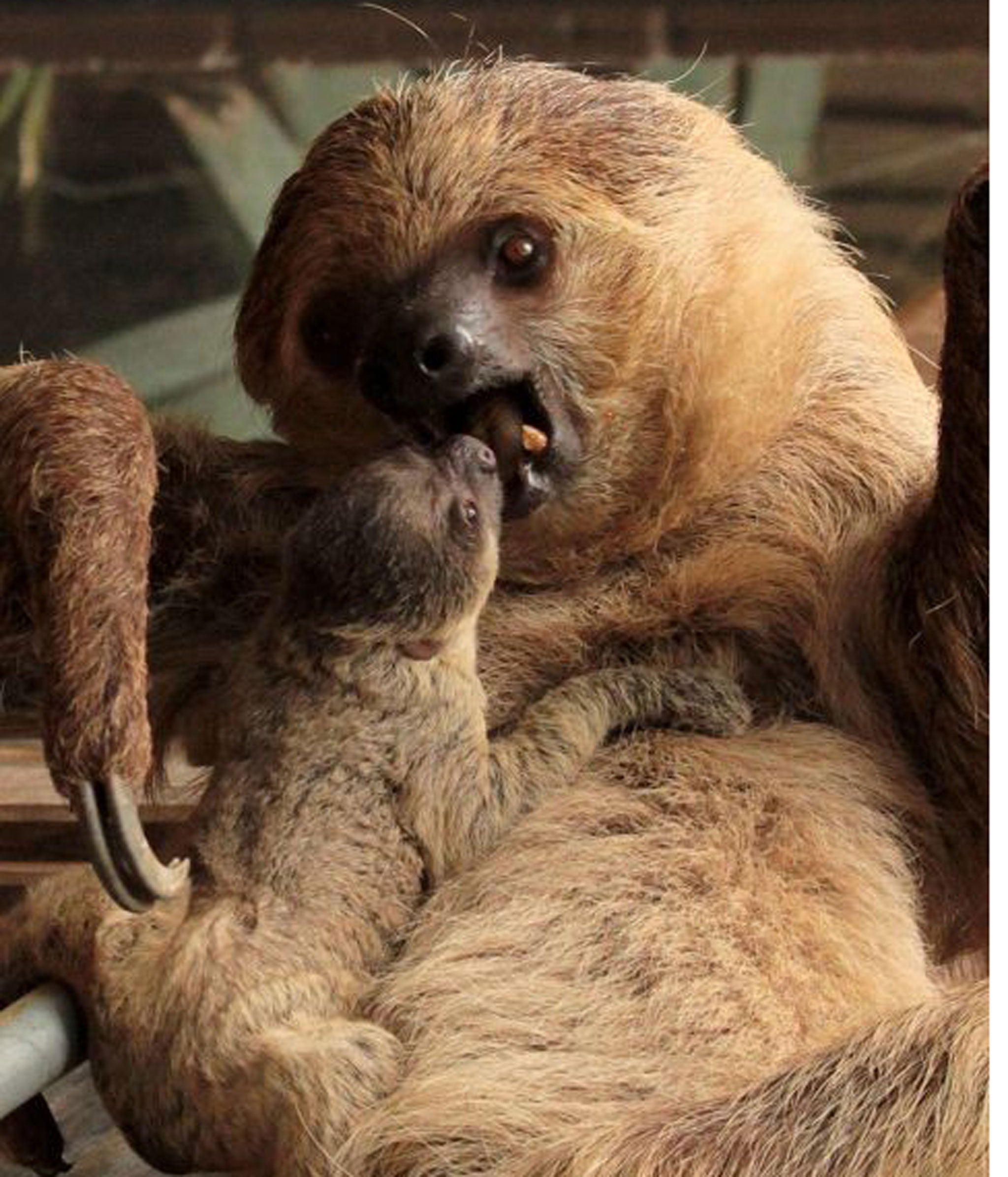 The sex of the baby sloth is not yet known