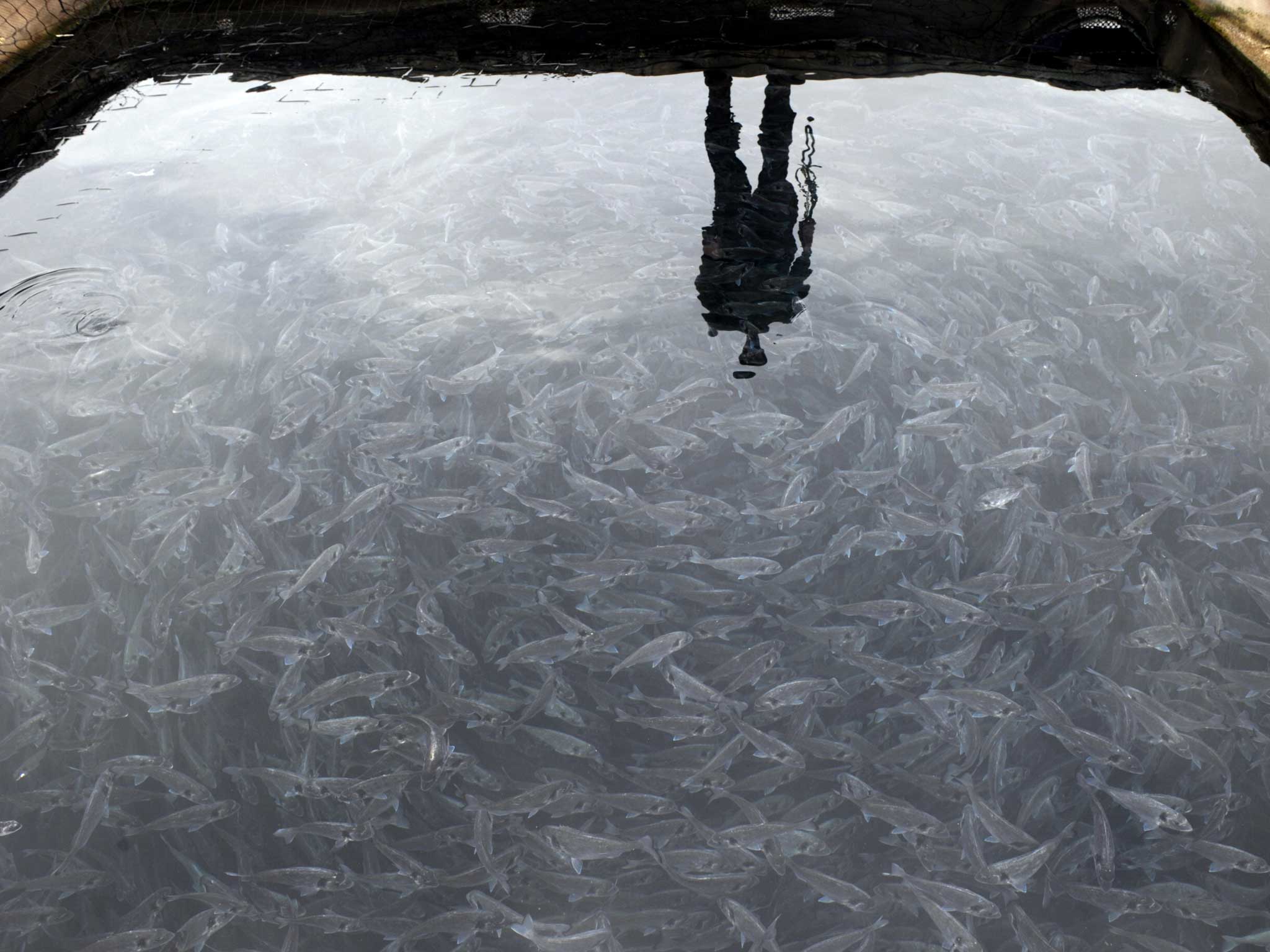 A fish farm in France; they may soon be off the Cornish coast