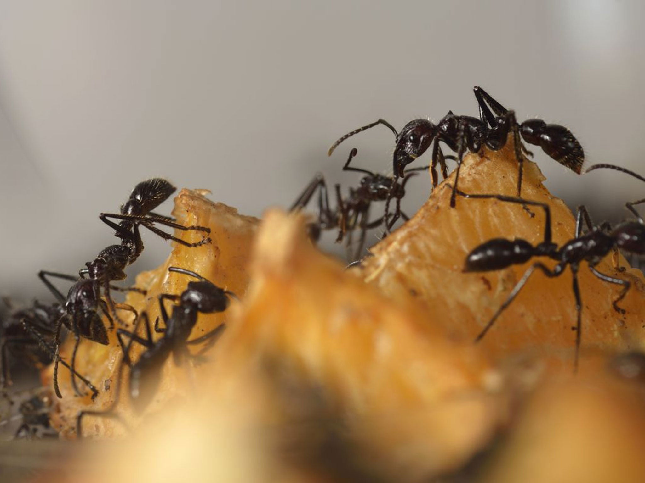 Ants were found to create ‘highly complex networks’ in their search for food