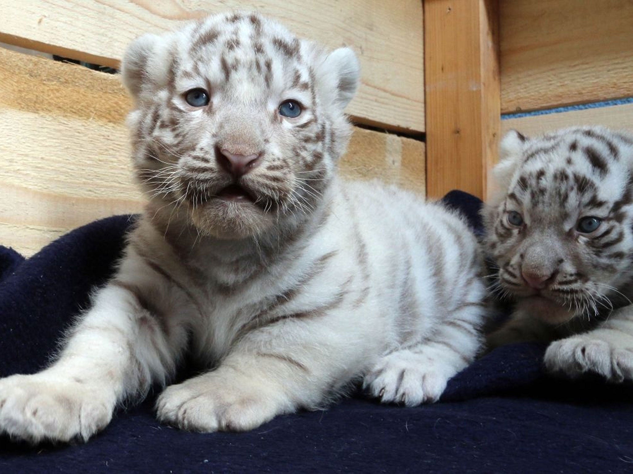 Two of five Bengal white tigers cubs born on April 25, 2014, are seen at their cage at the White Zoo in Kernhof, Austria, Monday, May 26, 2014.