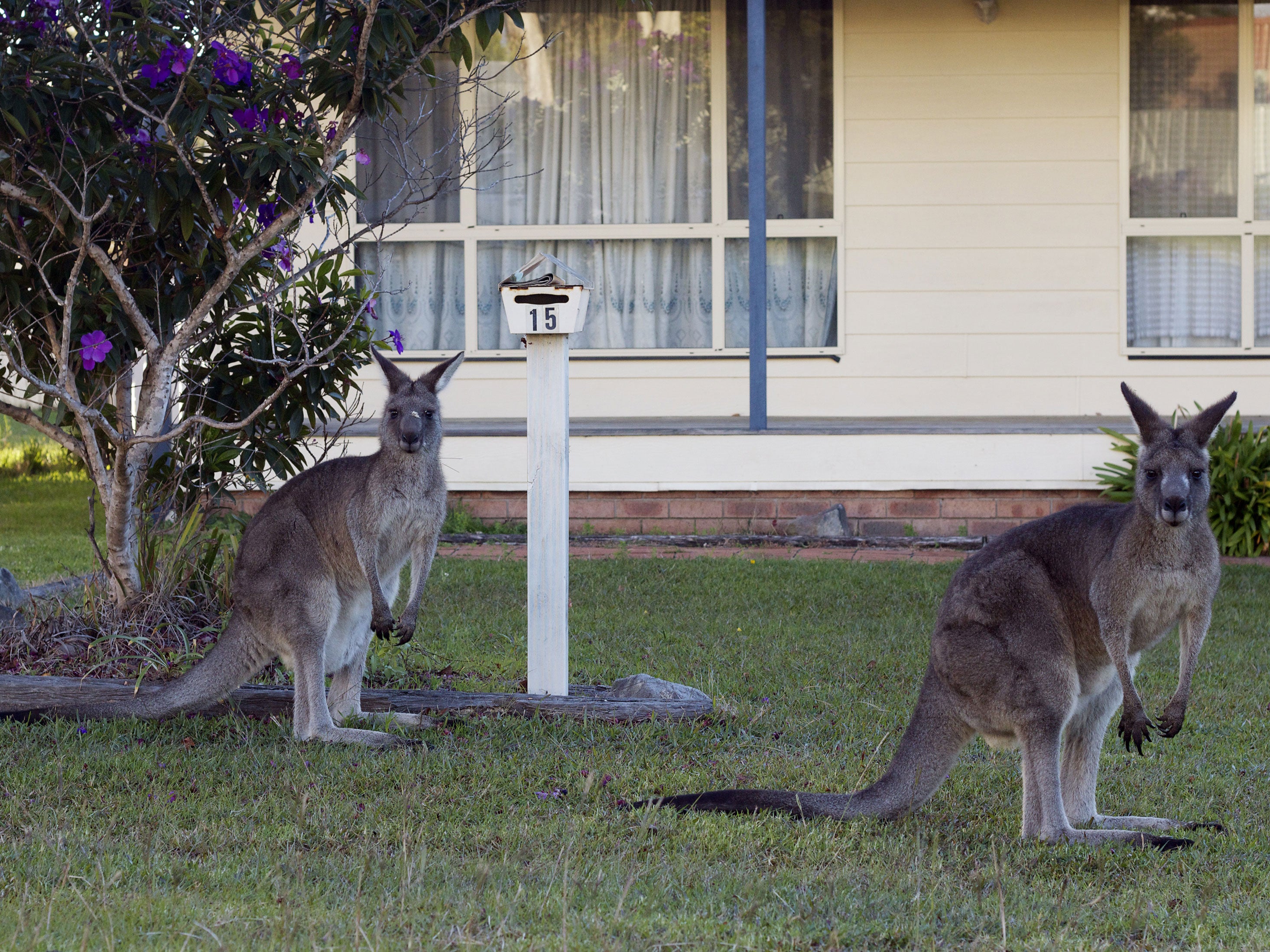 Eastern Grey kangaroos in an Australian suburb