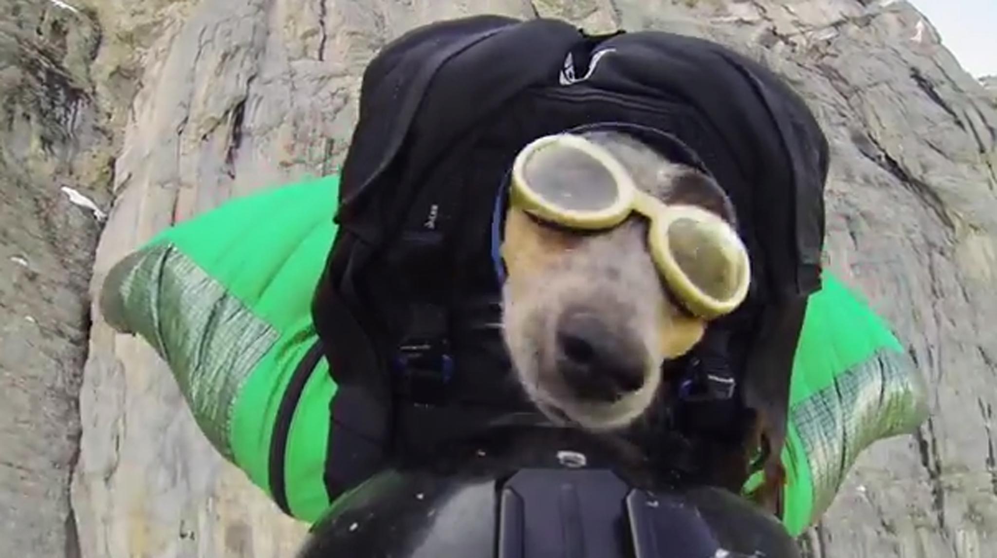 Dean Potter and his pet dog Whisper do a BASE jump together