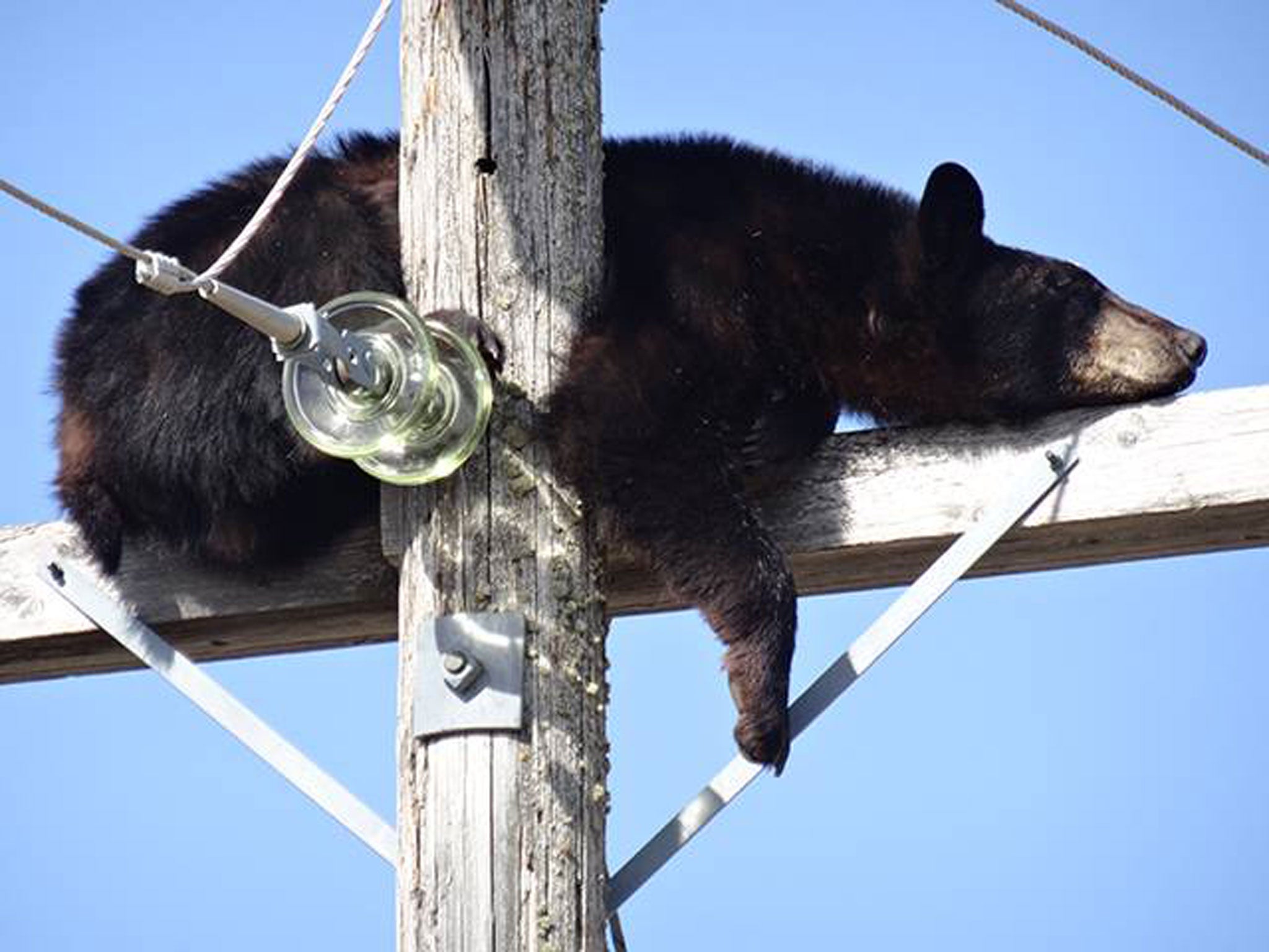 A black bear naps on a power pole in Canada