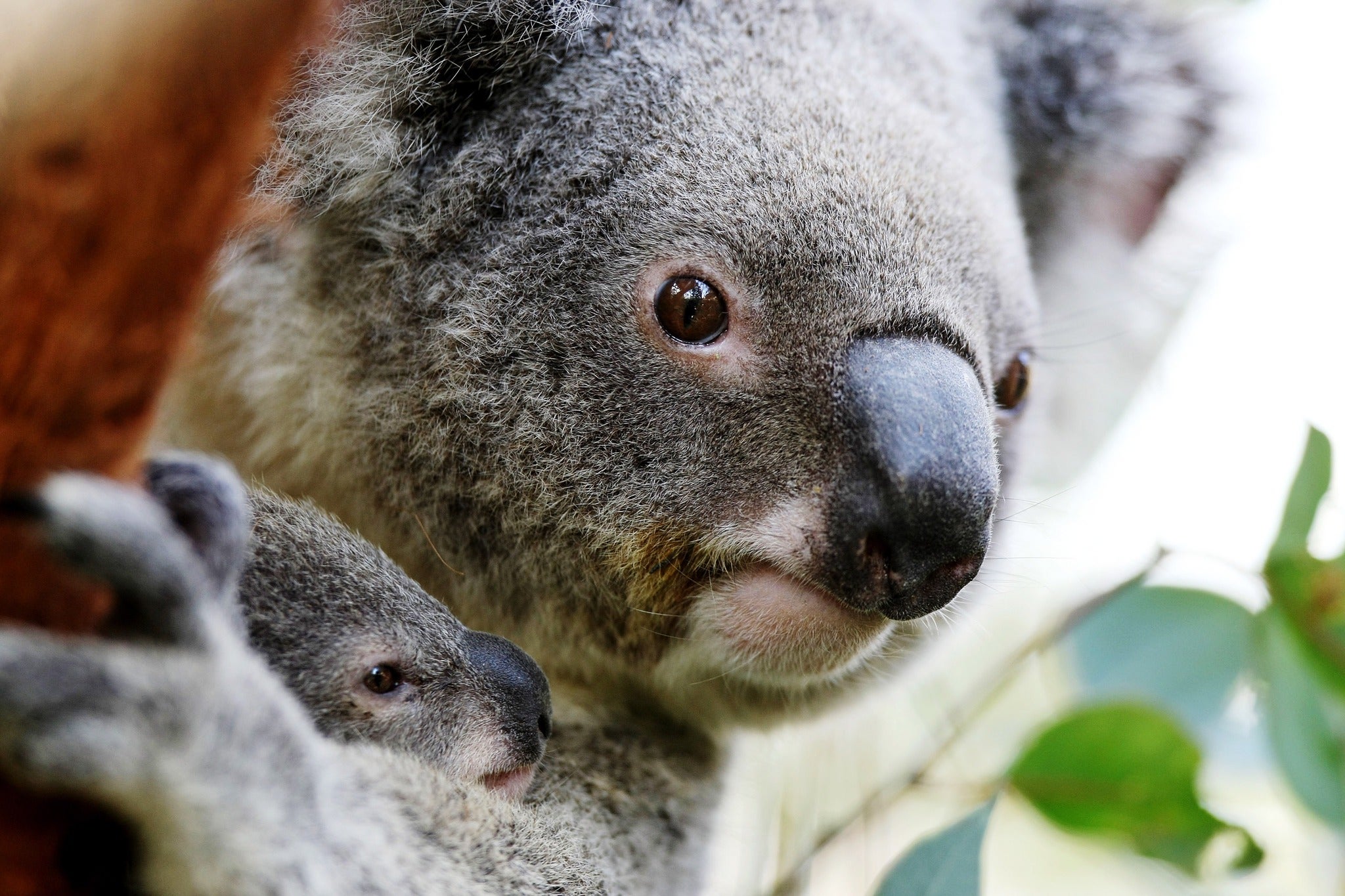 Koalas don't have sweat glands and so have to find other ways to stay cool through evaporation.