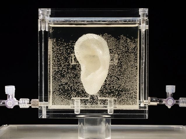 Undated picture shows an ear made of human cells grown from samples provided from a distant relative from Dutch artist Vincent van Gogh, in the center for art and media in Karlsruhe, Germany, Tuesday, June 3, 2014. US based artist Diemut Strebe said she