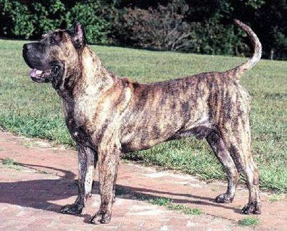 A Presa Canario, unrelated to the incident