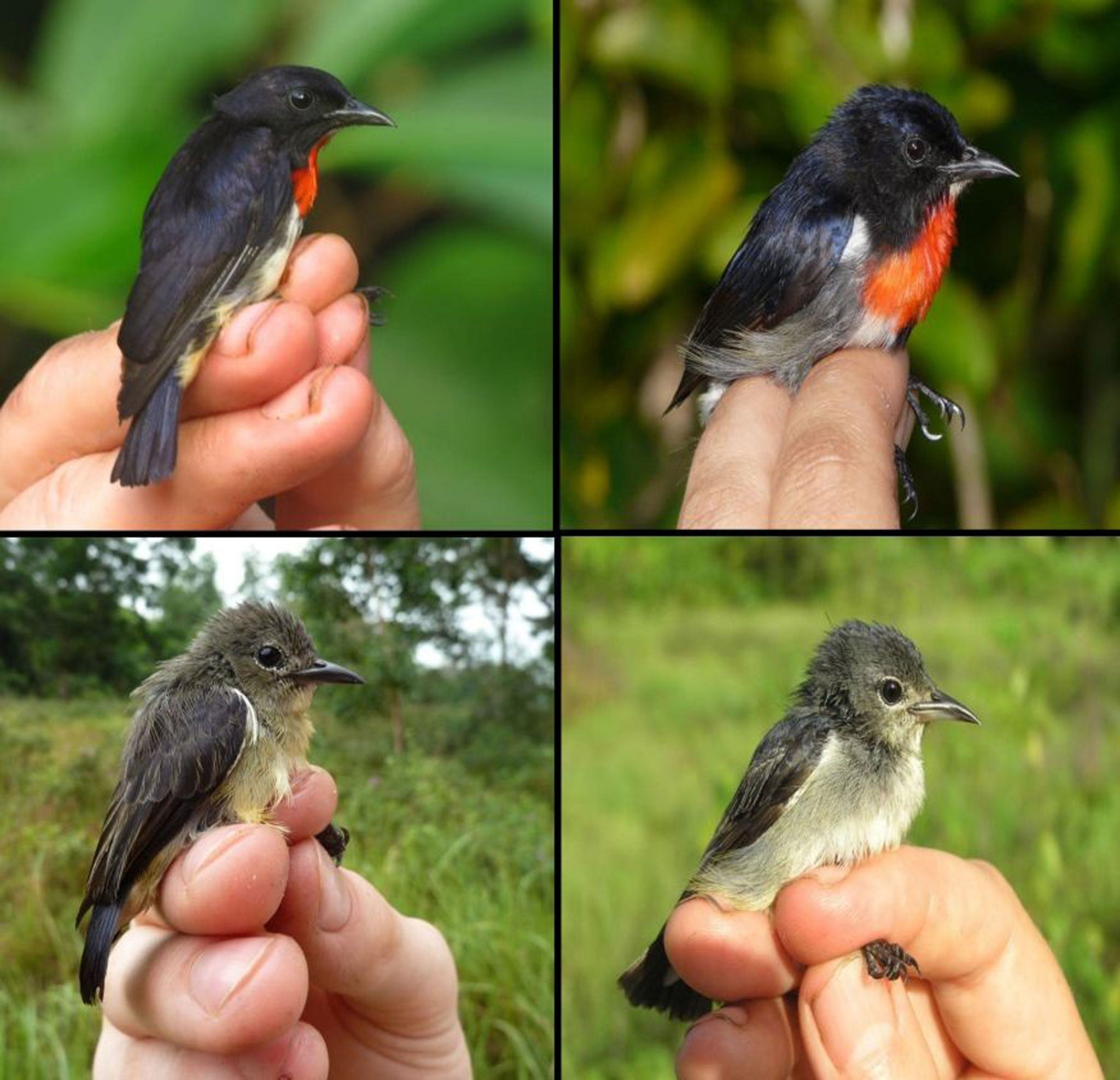 Male (top left) and female (bottom left) Grey-sided Flowerpecker Dicaeum celebicum, and a male (top right) and female (bottom right) of the newly identified Wakatobi Flowerpecker Dicaeum kuehni on the right