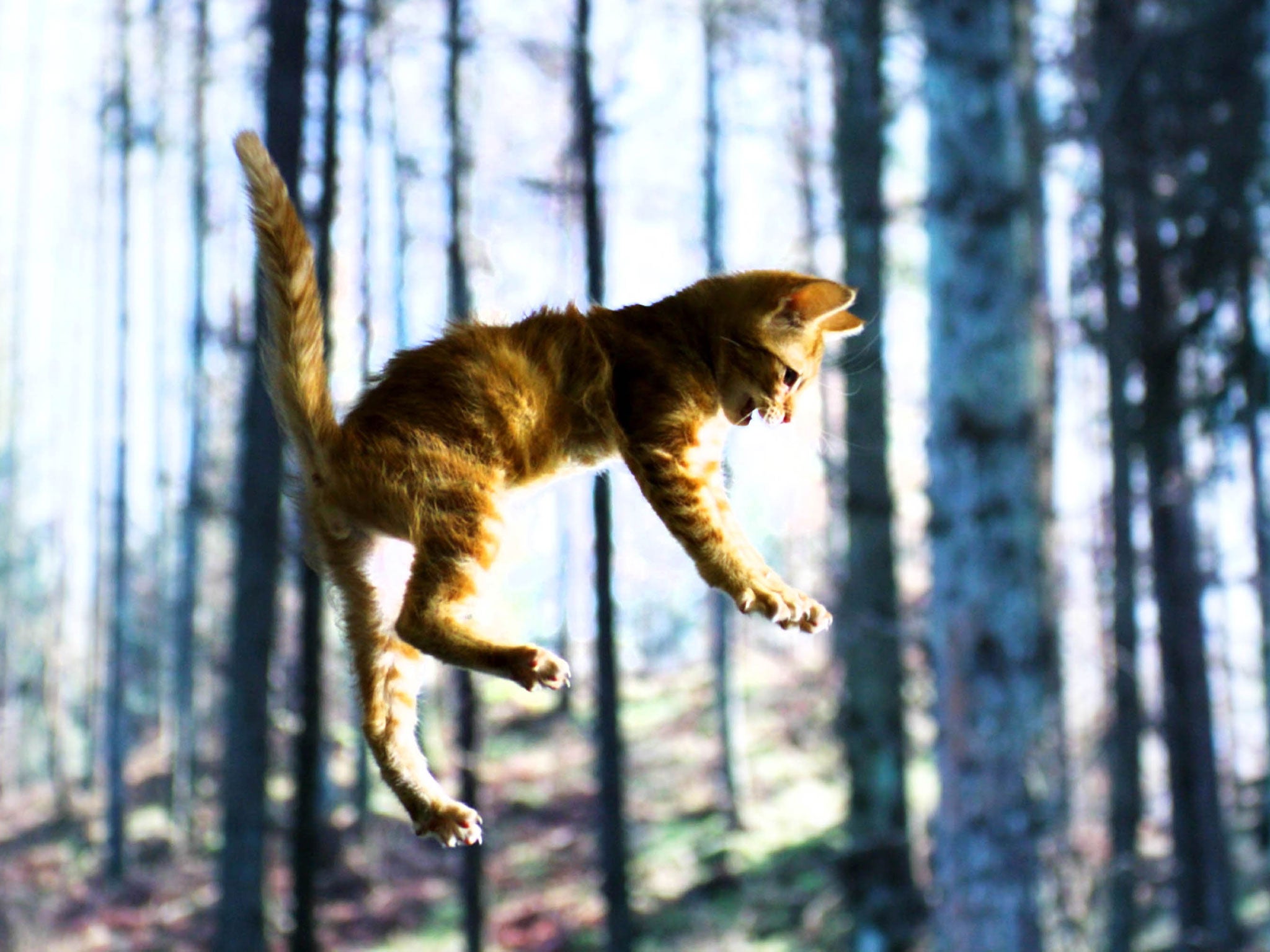 That warm and fuzzy feline: a cute kitten takes a plunge in ‘The Secret Life of Cats’