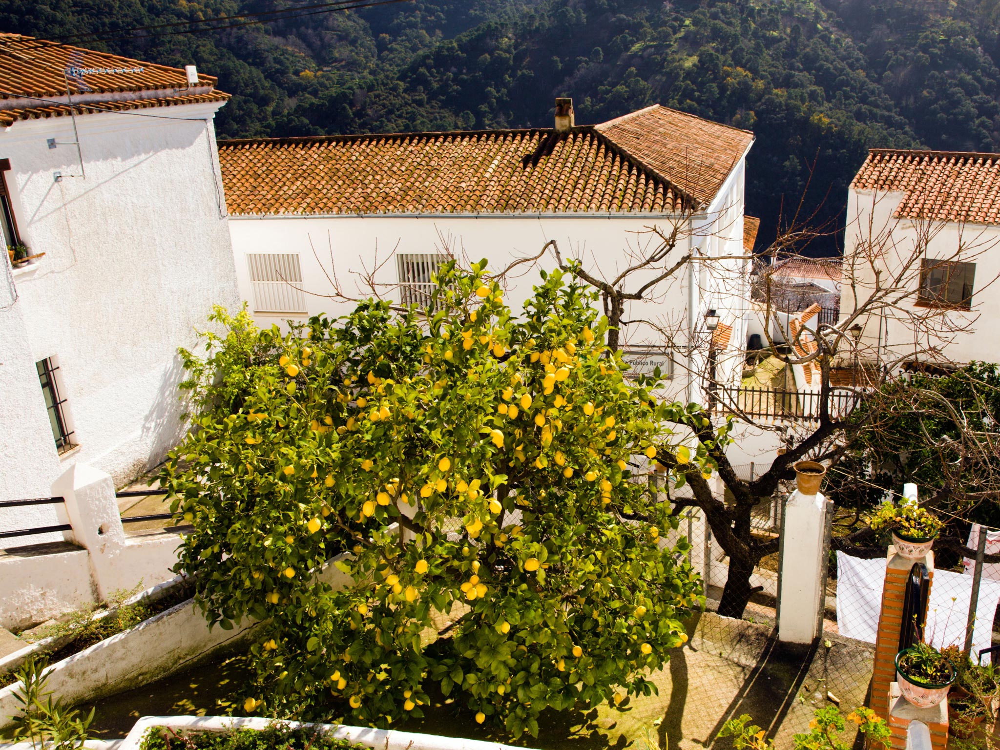 Thriving over lemons: Chris Stewart’s first book about buying a remote Andalusian farm became a huge global best-seller, which he has followed with three more quirky books