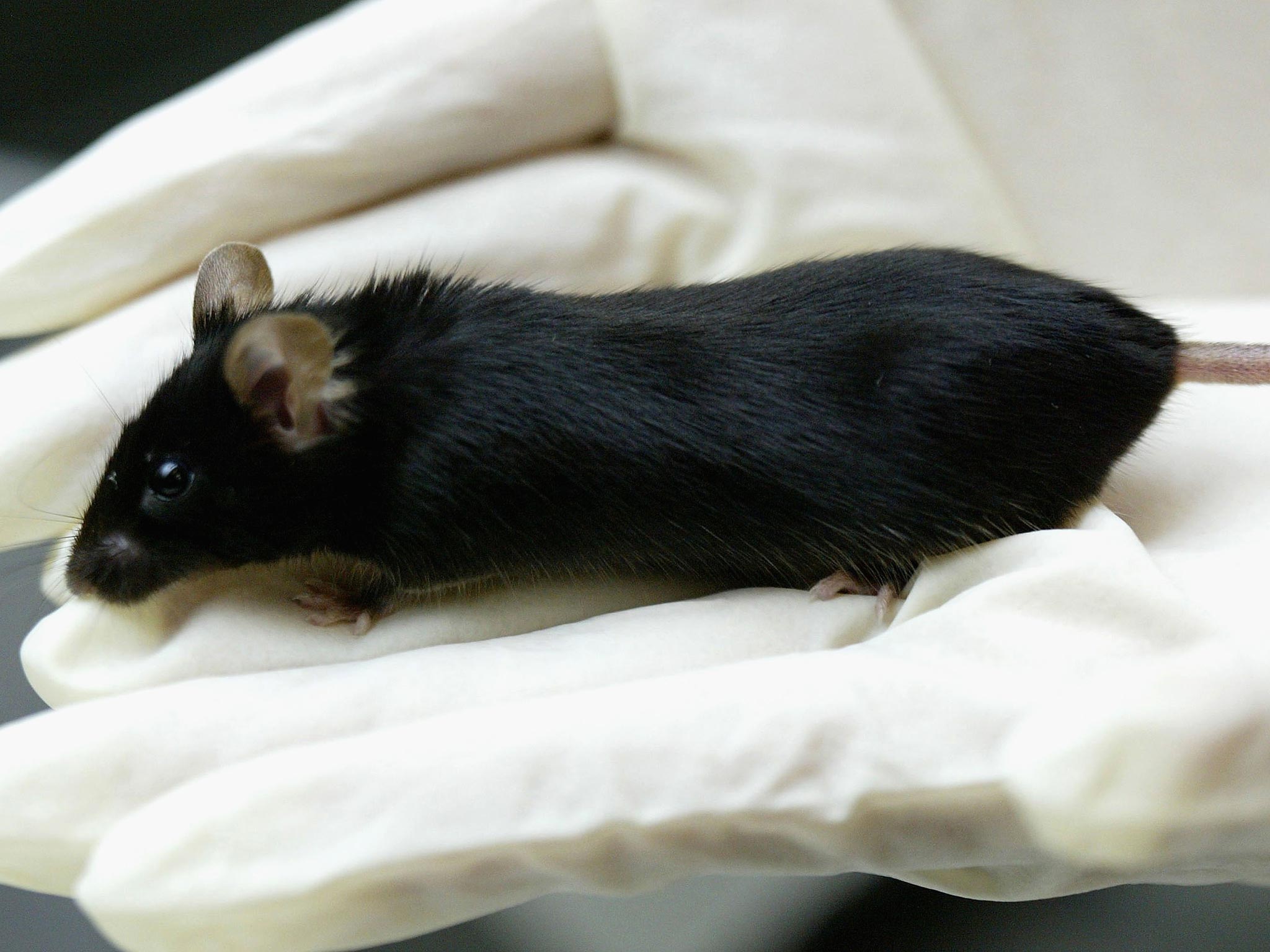 The treated mice were able to walk and run around normally while untreated animals continued to be paralysed by the disease