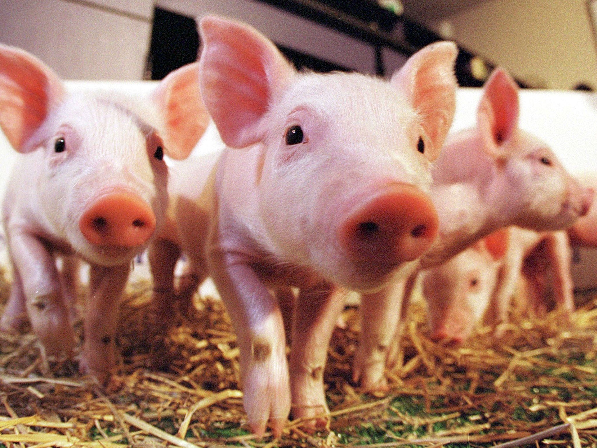 Research in pigs is more likely to have results similar to those in humans