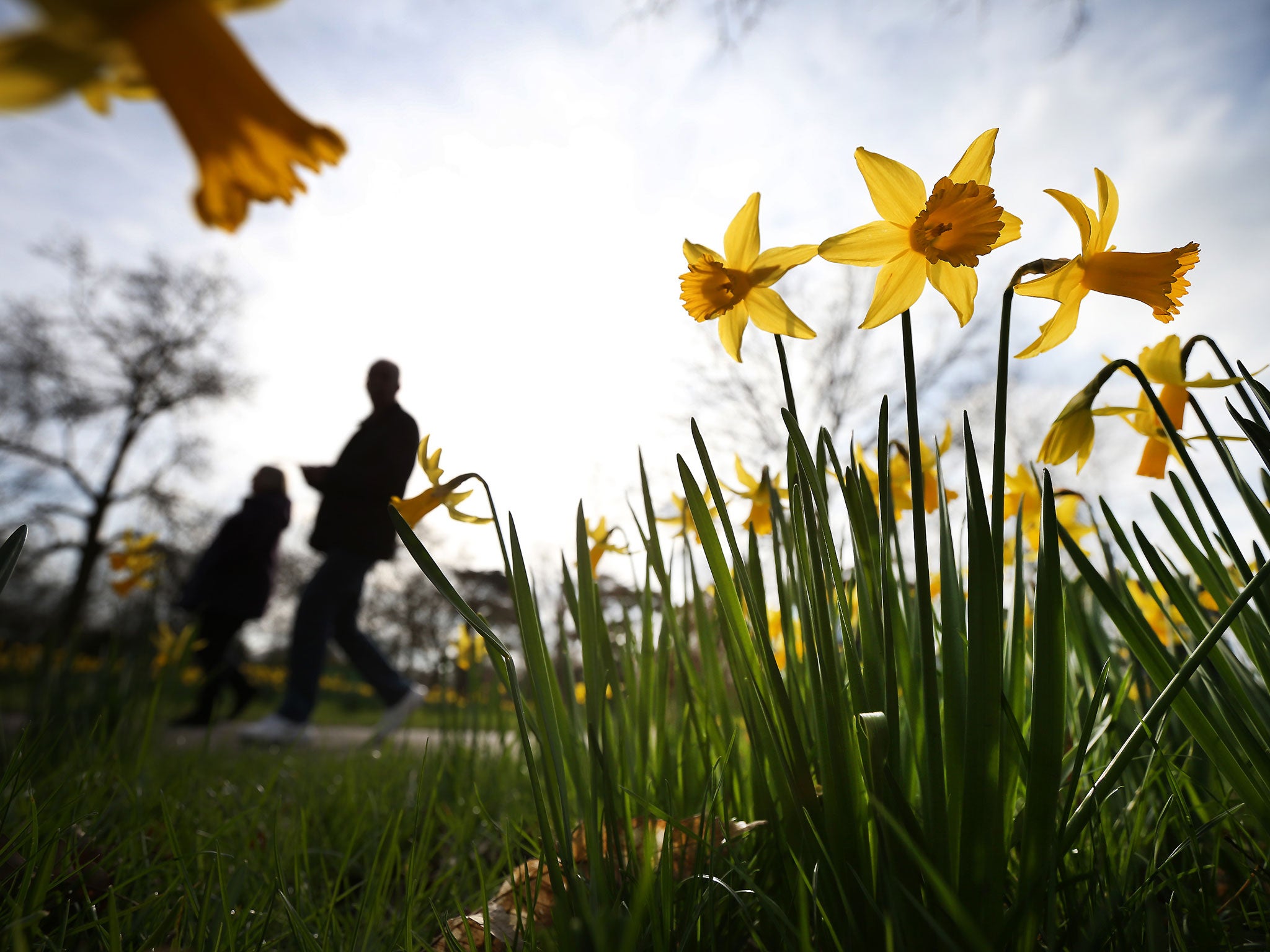 Daffodil shoots appeared in November this year