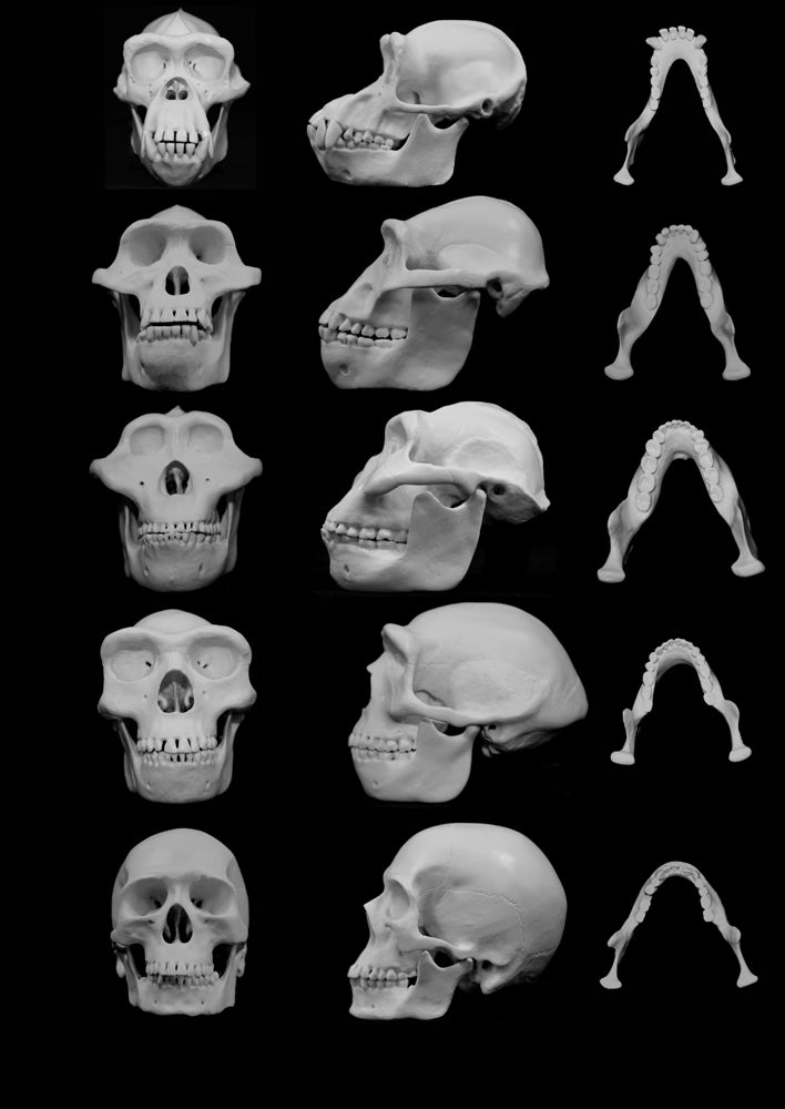 The stronger facial bones of the australopiths (second and third rows) appeared at the same time that our ancestors learned to clench their fists, before declining along with upper body strength.