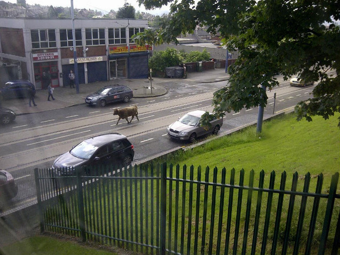 The cow was on the loose in Sheffield
