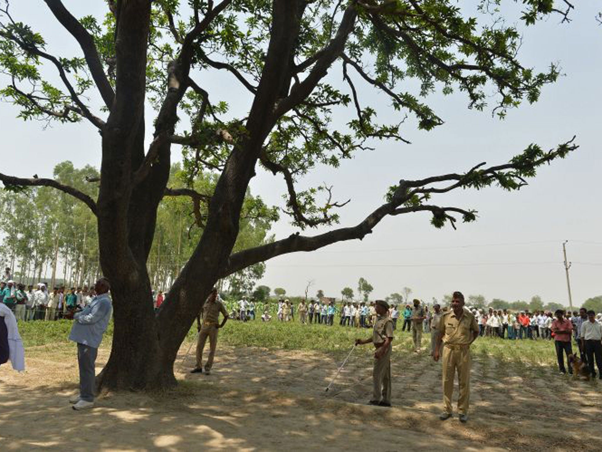 The mango tree where the bodies of the two victims were found hanging