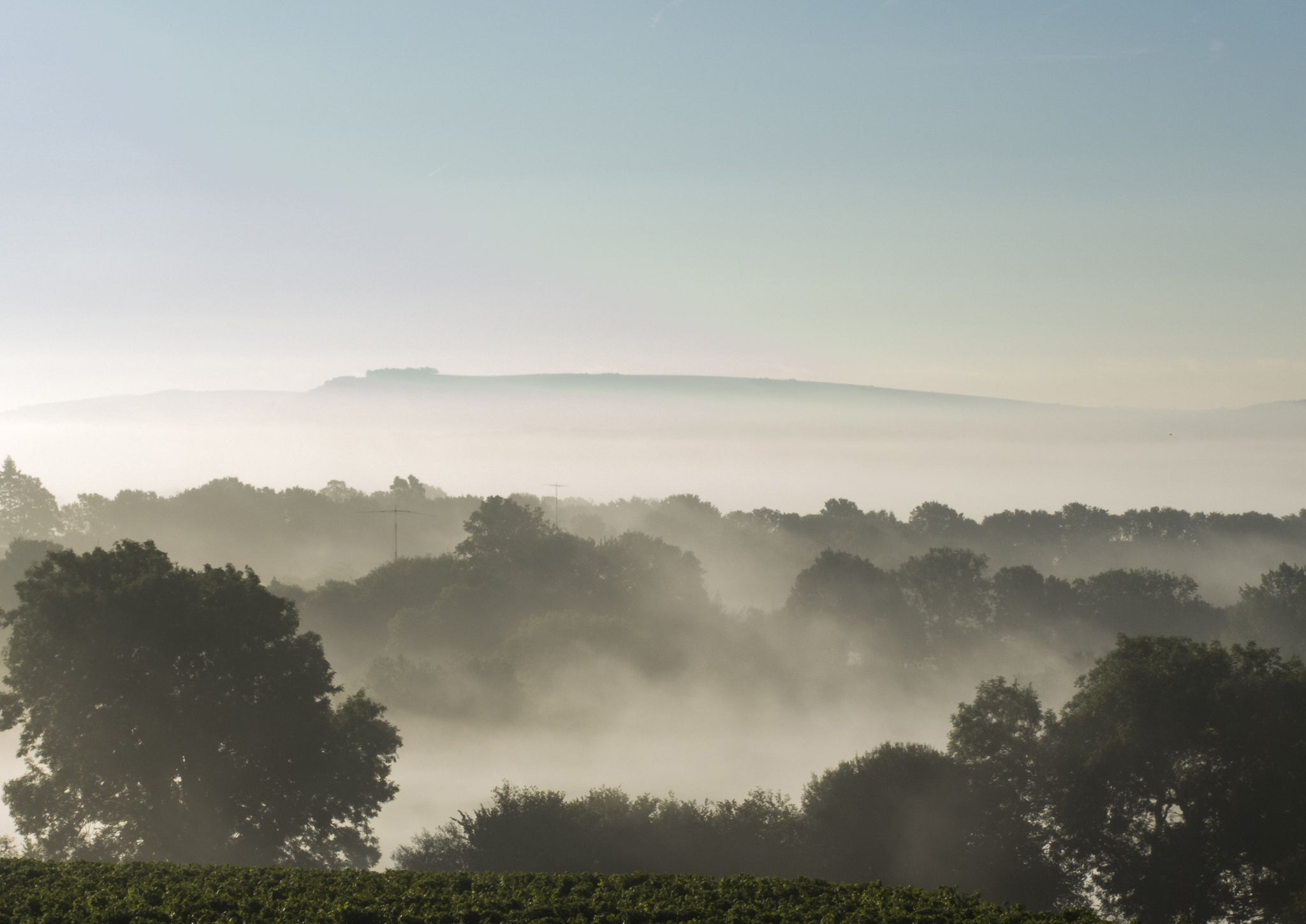 A misty morning over Sussex . The view looking towards the South Downs over a champagne vineyard.