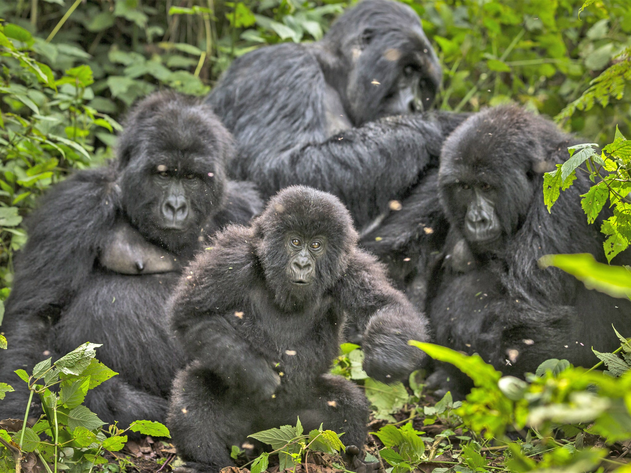 Virunga, in the Democratic Republic of the Congo, is a Unesco world heritage site