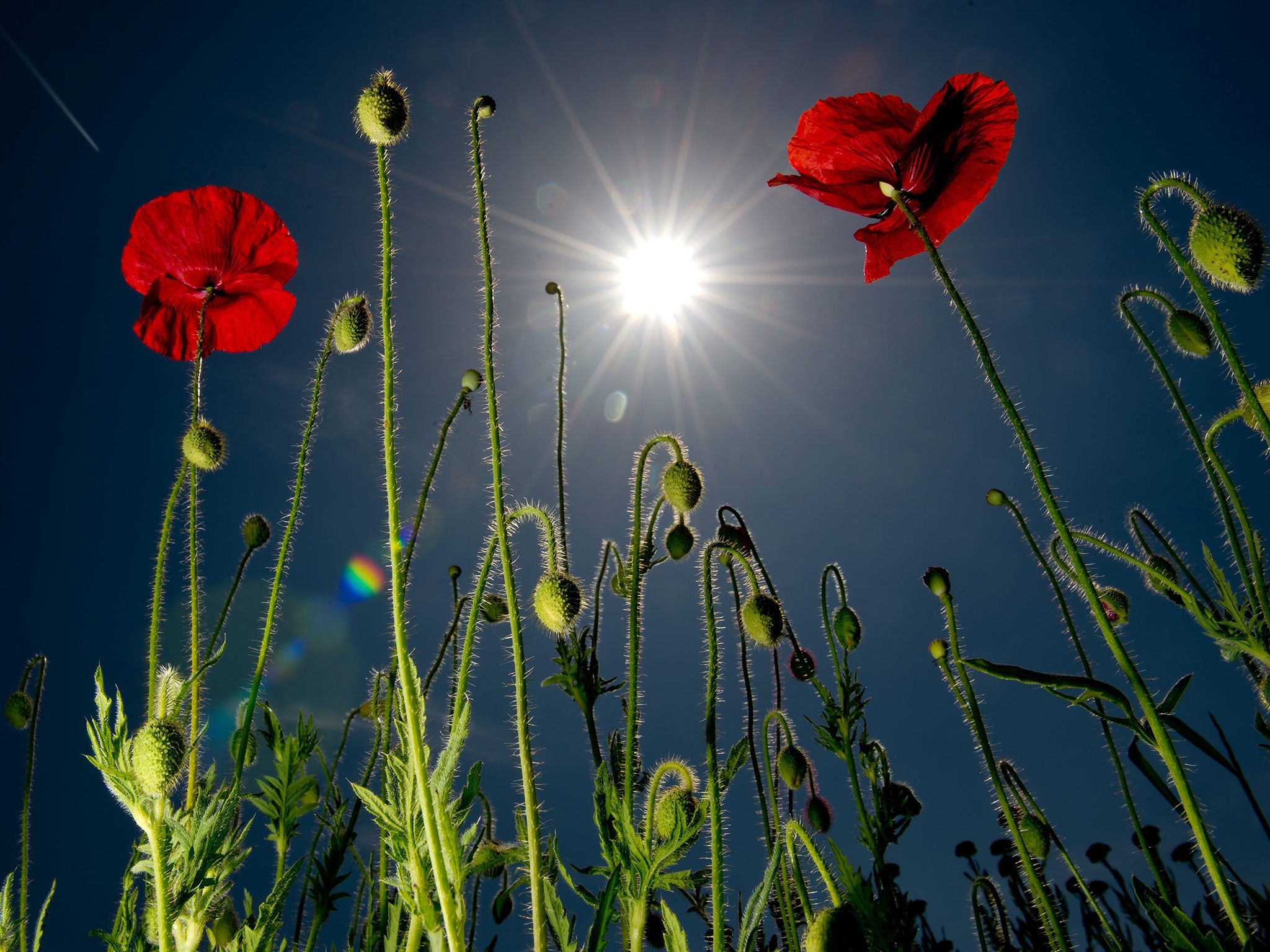 Poppies blossom during bright sunshine in the Botanical Garden in Munich, Germany